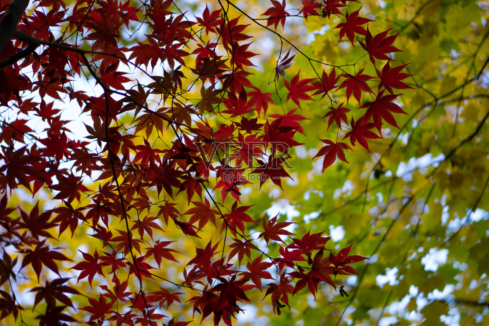 红枫叶照片摄影图片