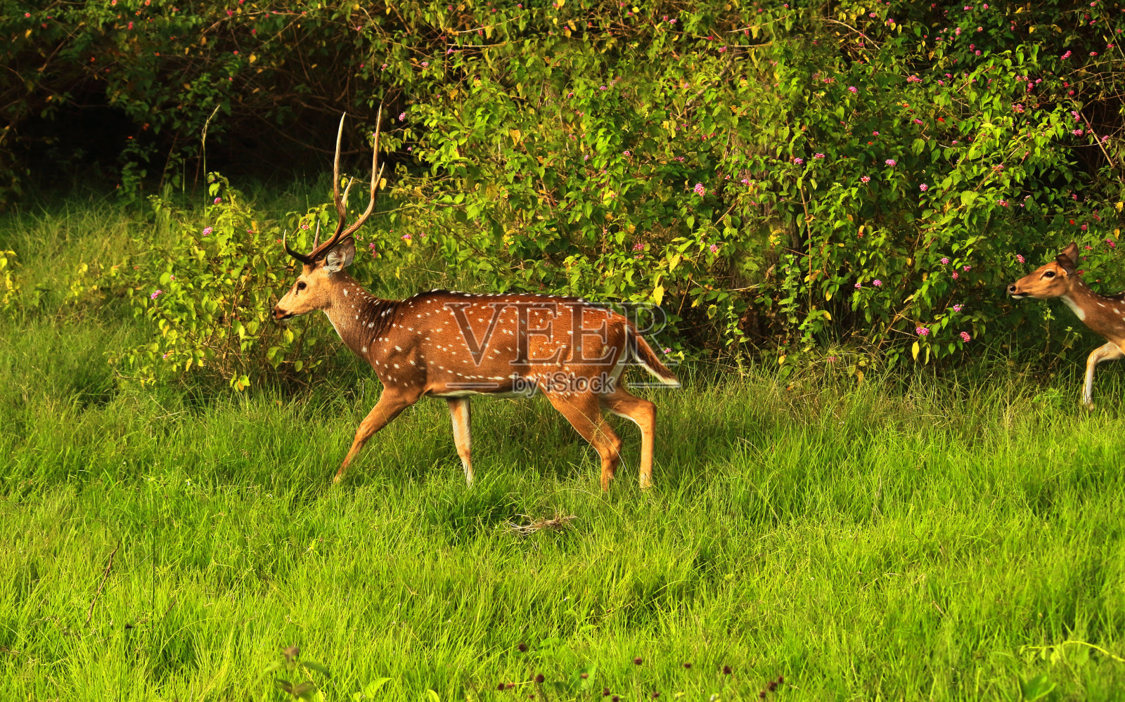 在印度南部卡纳塔克邦班迪普尔国家公园的草原上，一只雄性赤塔或印度豹，也被称为斑点鹿(轴线)照片摄影图片