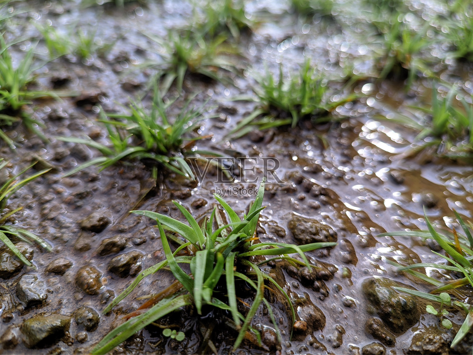 越南水生植物照片摄影图片