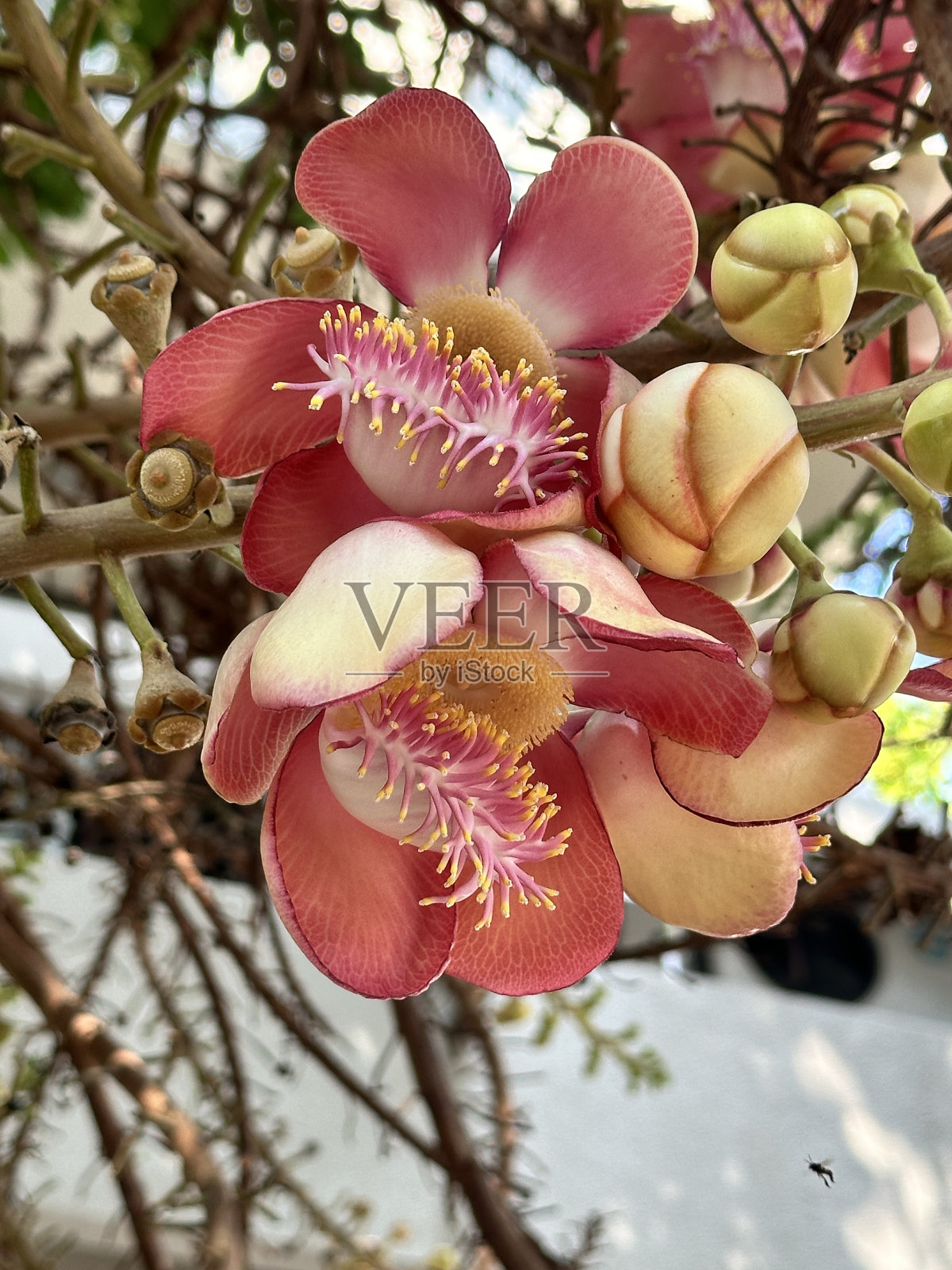 炮弹树照片摄影图片