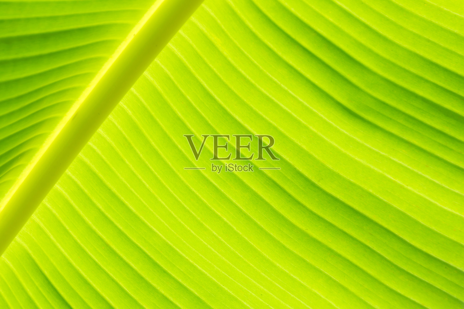 柔和的阳光透过香蕉叶。太阳光线的绿色背景照片摄影图片