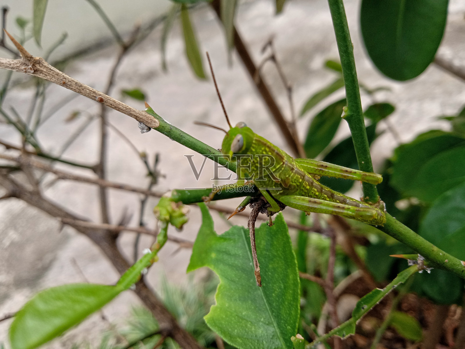 树干上的绿色蚱蜢照片摄影图片