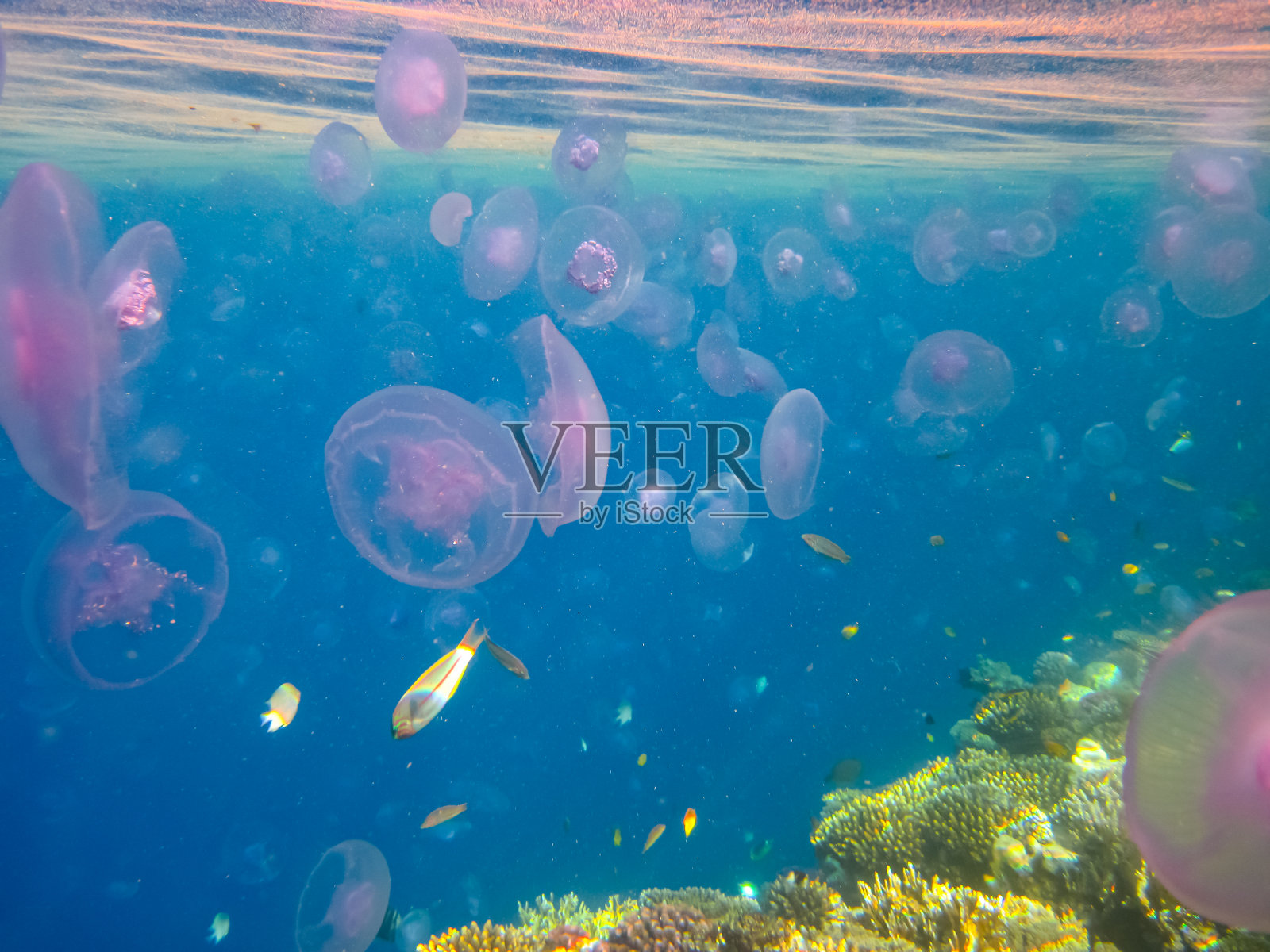 红海珊瑚礁中的水母照片摄影图片