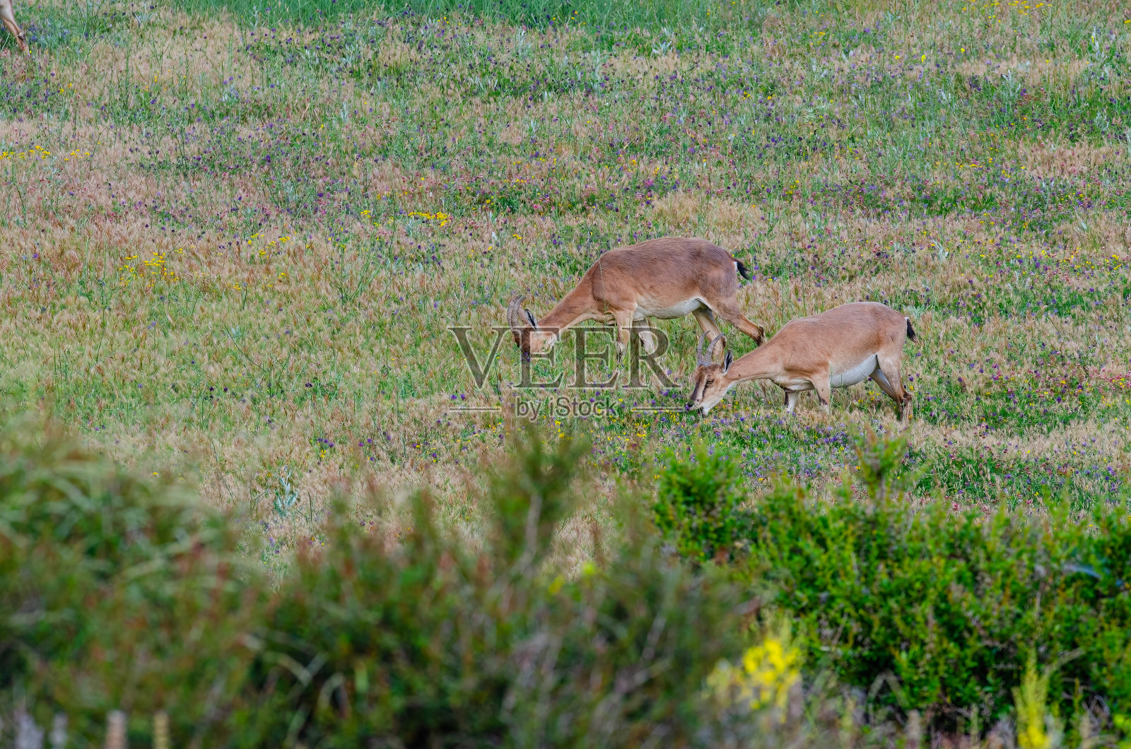 在绿草地上觅食的野山母羊。·卡普拉aegagrus。照片摄影图片