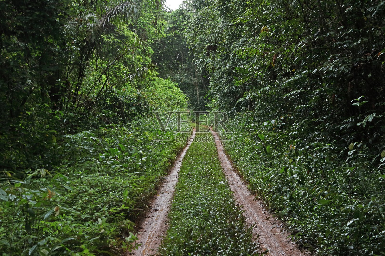 穿过热带雨林的泥路照片摄影图片