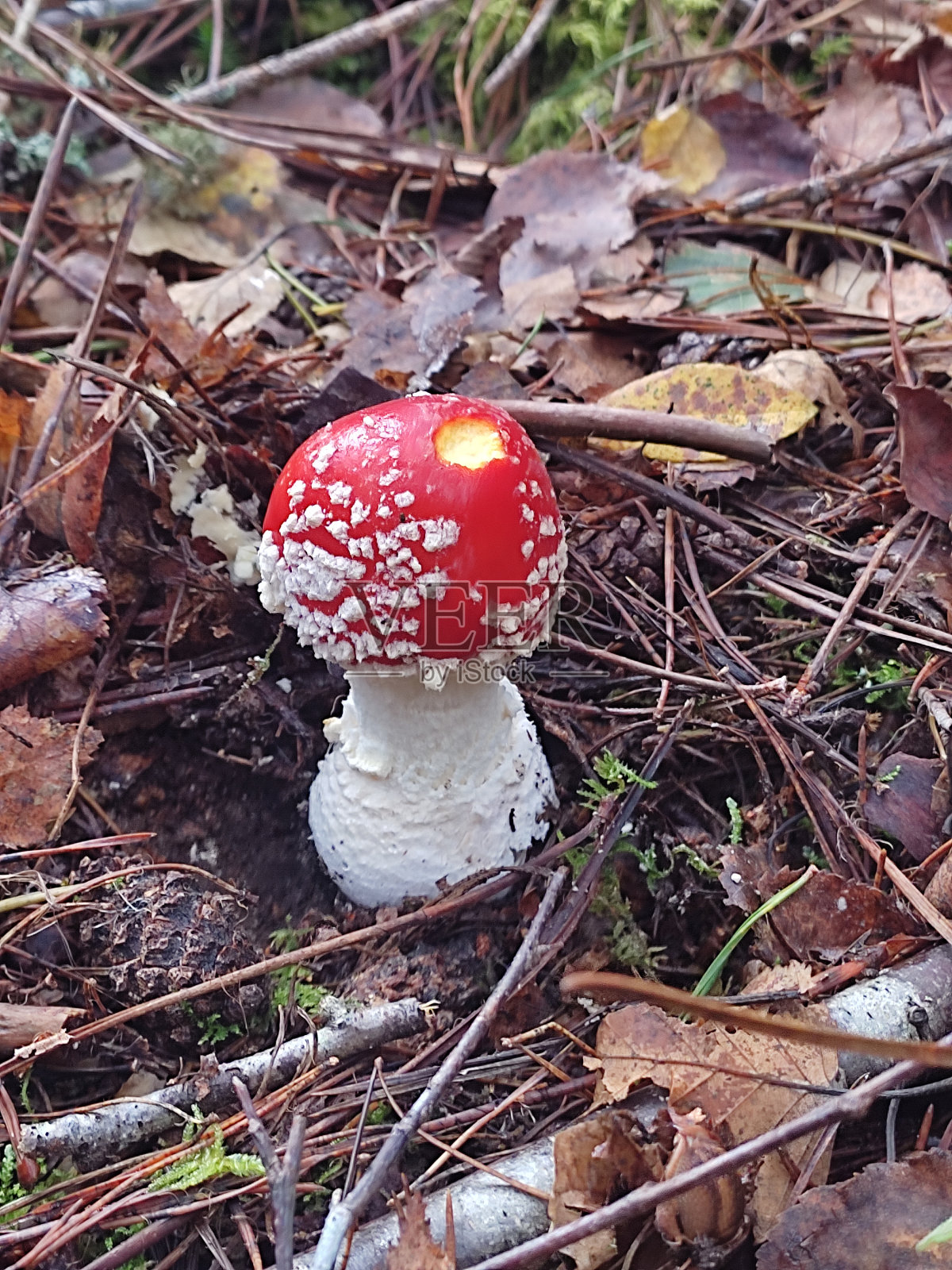 红色蘑菇照片摄影图片