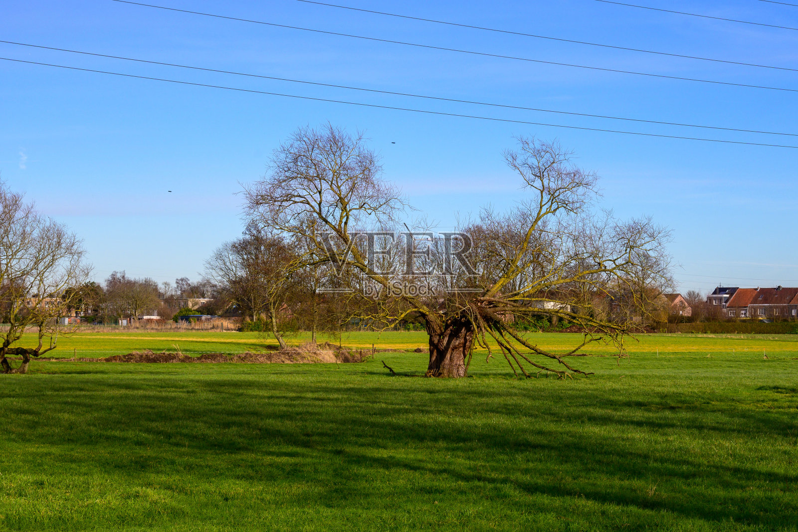 翠绿的草原上，一棵枝繁叶茂的绿树照片摄影图片
