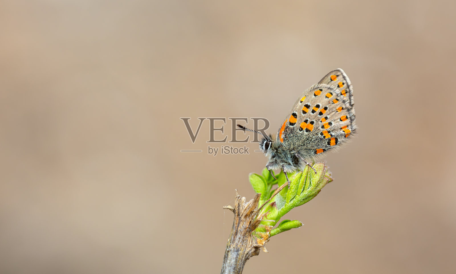 可以喝nesimachus照片摄影图片