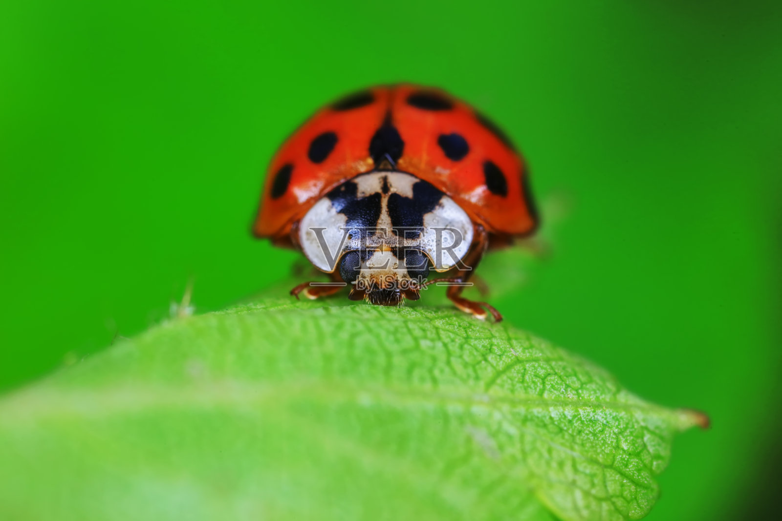 华北野生植物上的瓢虫照片摄影图片