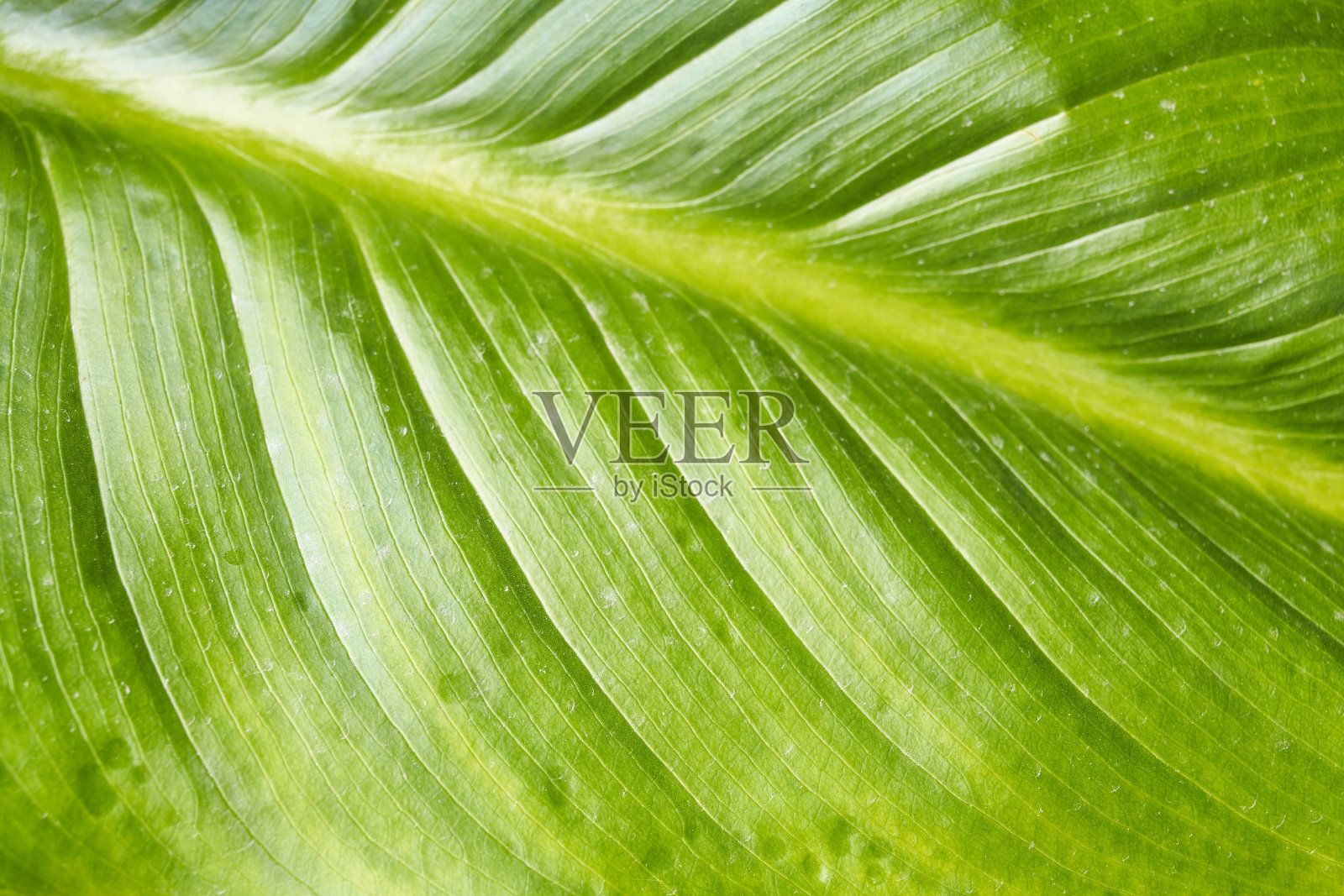 马蹄莲叶照片摄影图片