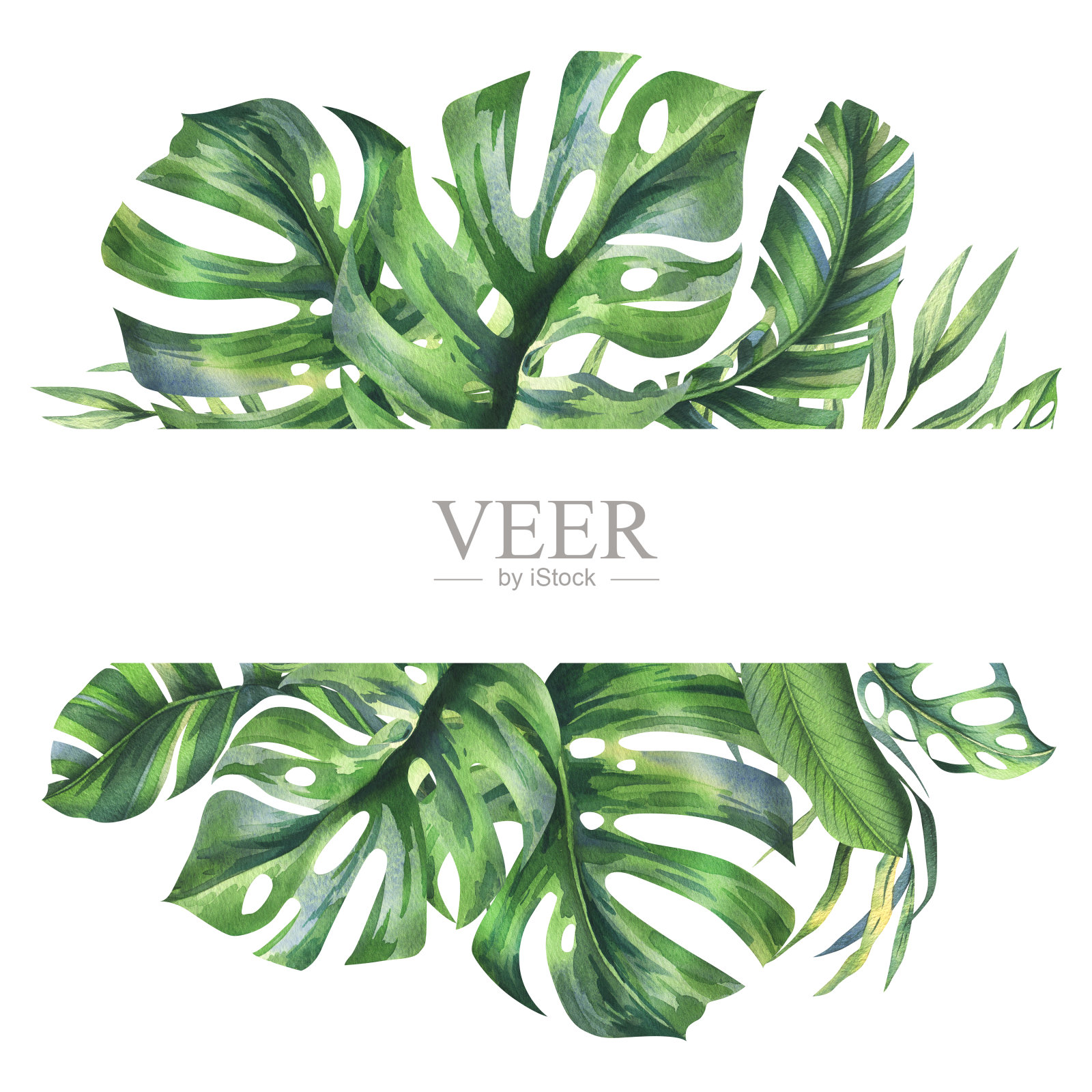 热带椰子、香蕉棕榈叶、怪物、猴子面具、鸡蛋花、鲜亮多汁的绿色。手绘水彩植物插图。框架、模板与背景隔离。插画图片素材