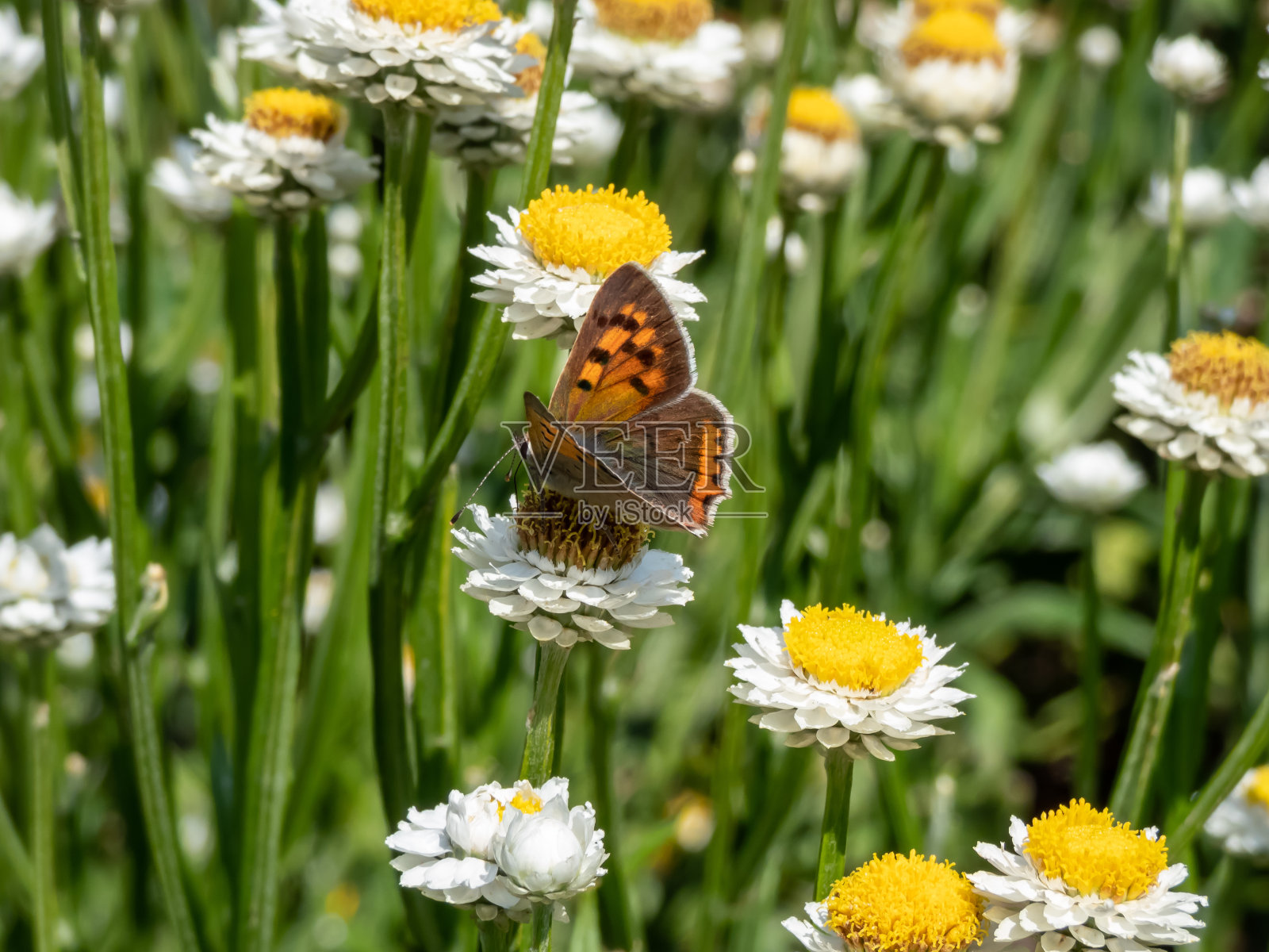 小的或普通的铜(Lycaena phlaeas)。上面的前翼是明亮的橙色，有深色的边缘和八九个黑点。后翅是深色的，有橙色的边框照片摄影图片