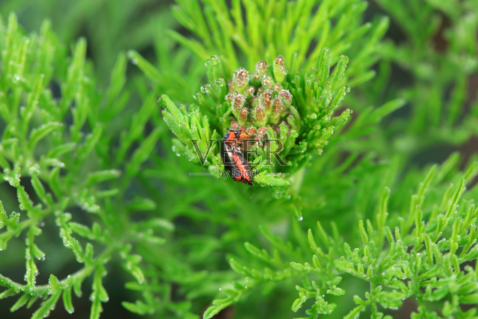 美丽的甲虫在野生植物上，中国北方照片摄影图片