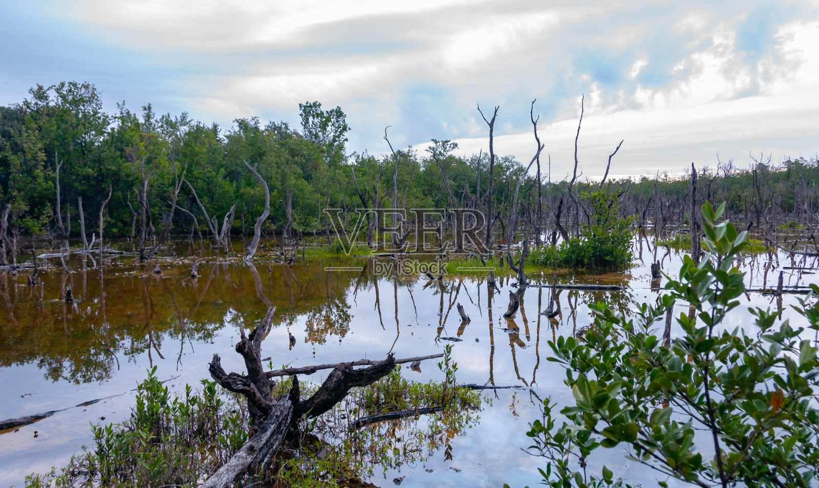 美国佛罗里达沼泽景观中干燥的树木和水生植被照片摄影图片