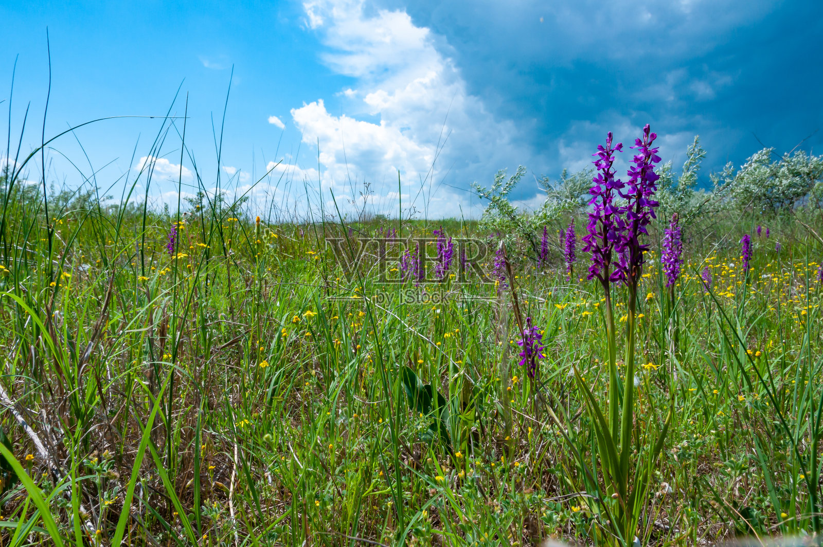 阳刚兰-早紫色兰花，草原开花植物照片摄影图片