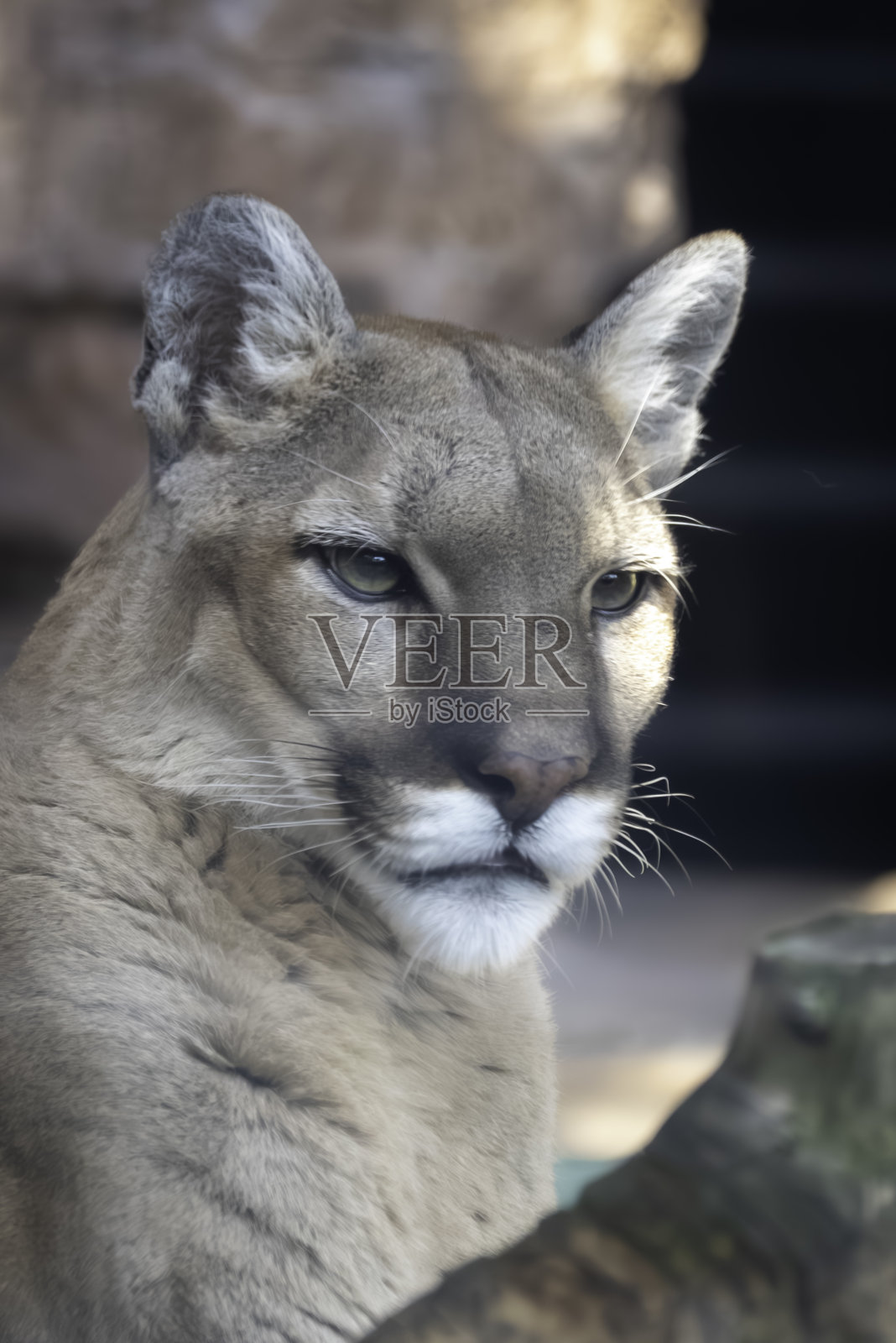 美丽的彪马照片摄影图片