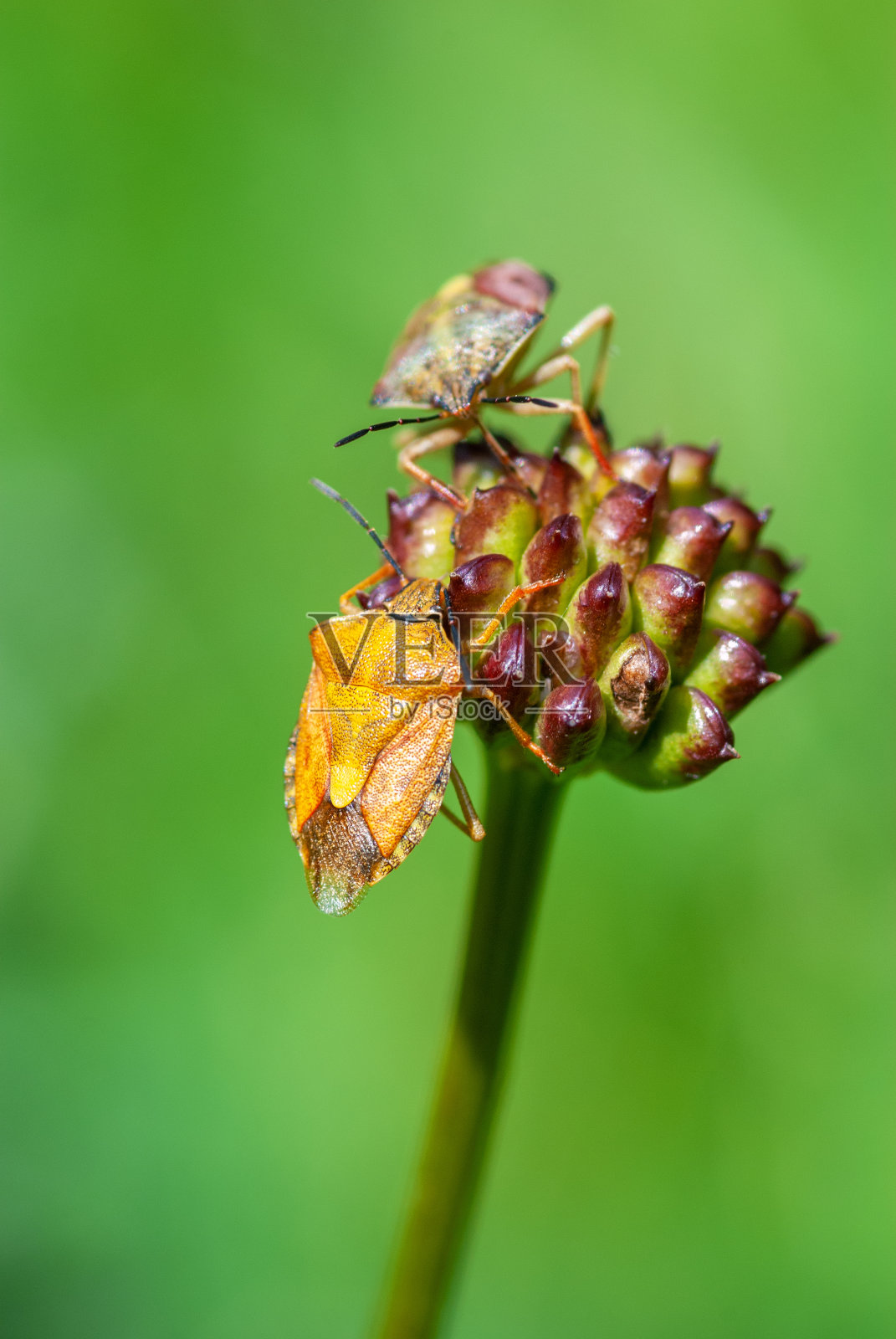 明亮的盾虫沿着植物的茎爬行。散焦背景为绿色。照片摄影图片