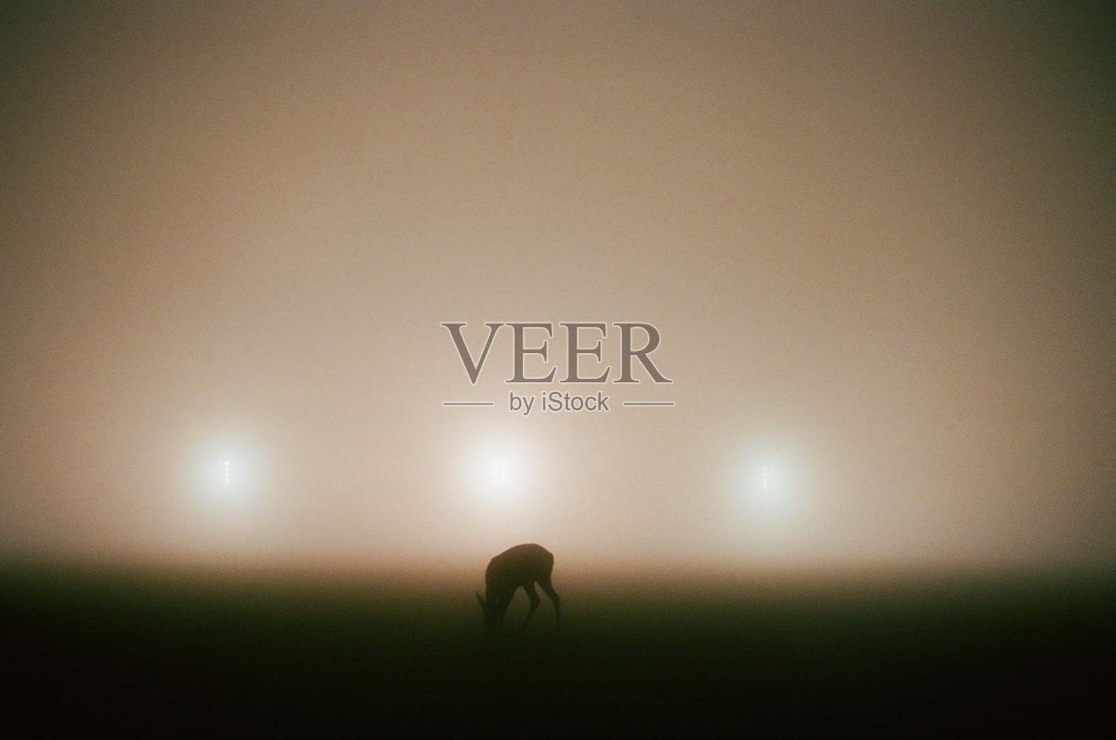 冬天的恩典:在迷人的雾中的雄伟的鹿照片摄影图片