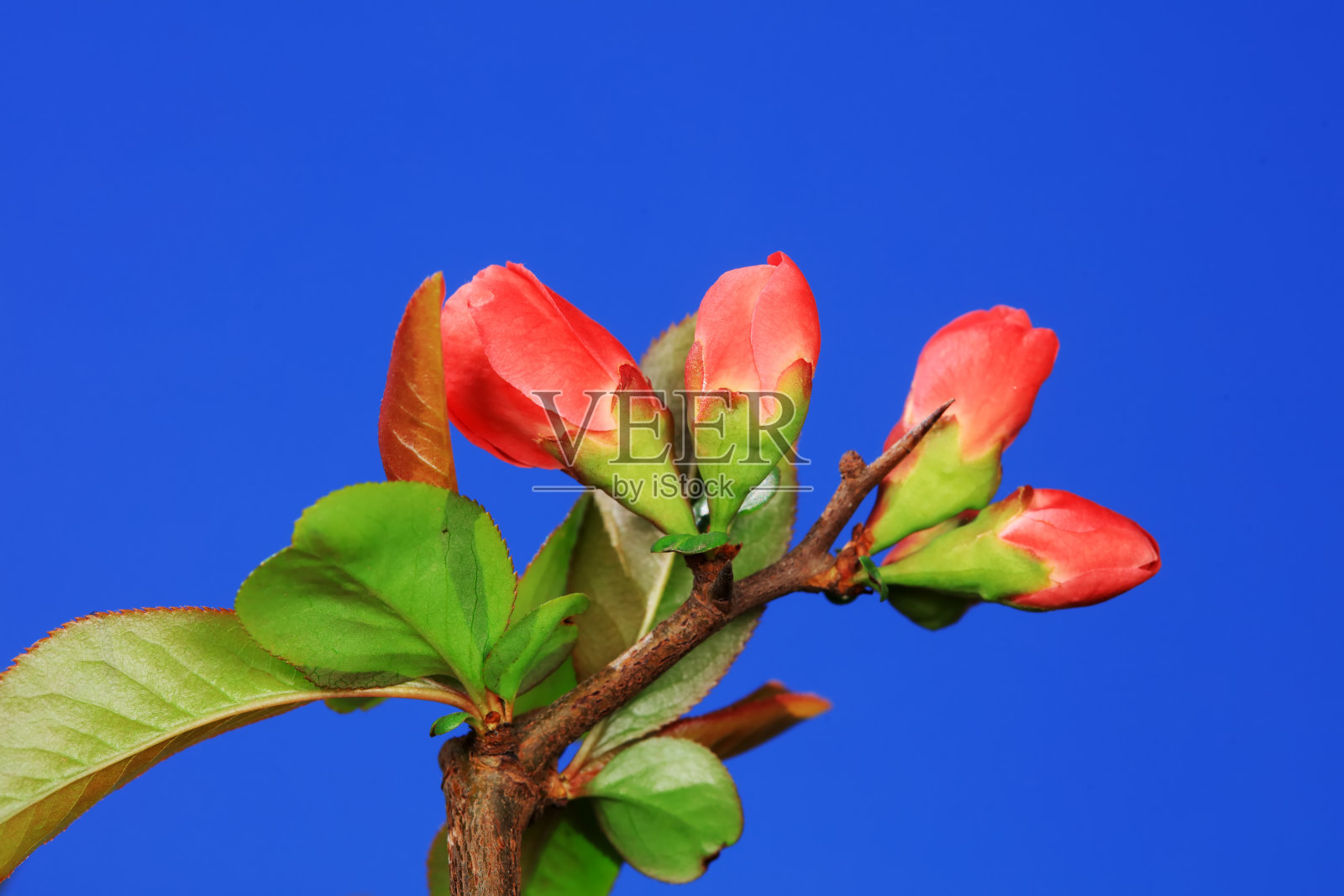 海棠花在中国北方的植物园里照片摄影图片