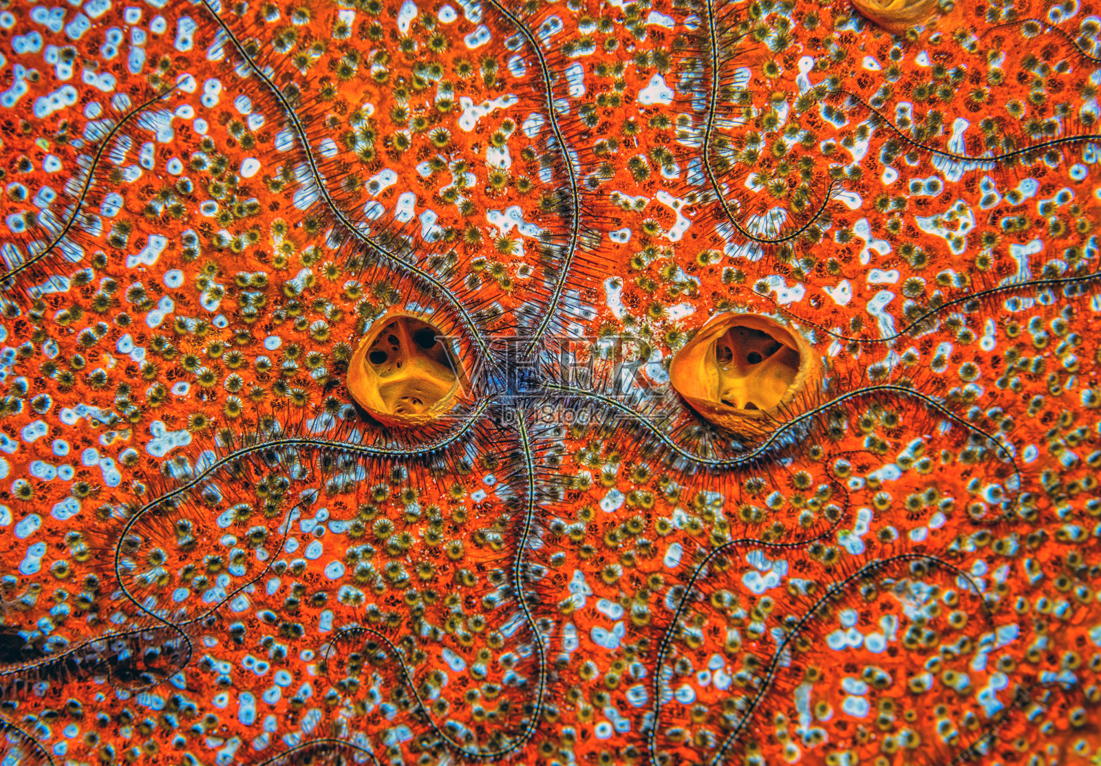 海蛇尾在珊瑚礁上觅食照片摄影图片