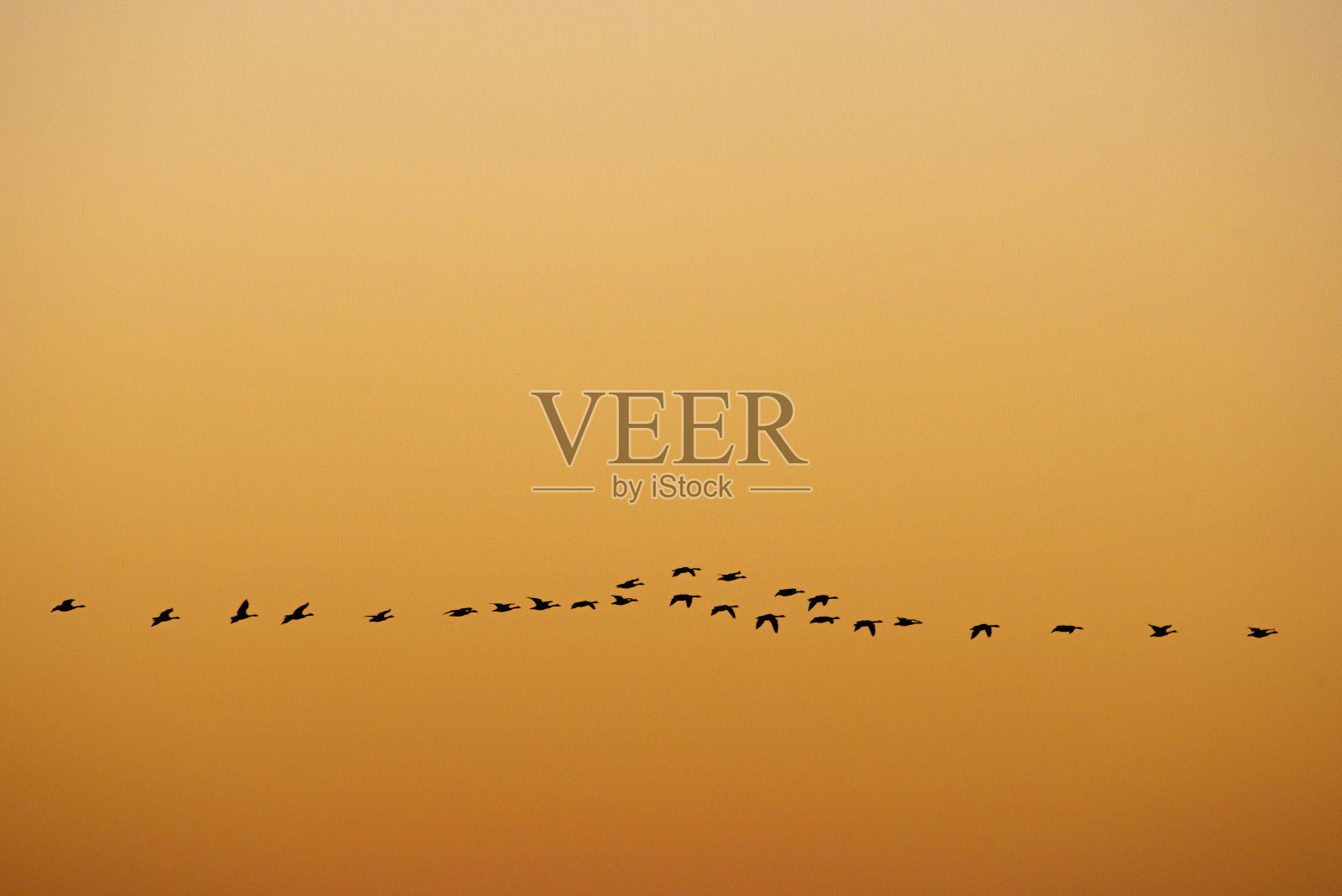 晚霞映衬下的鹅影照片摄影图片