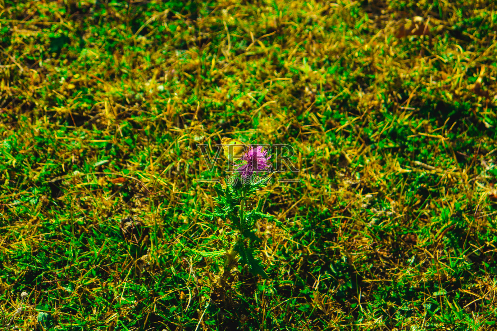 蝴蝶在大自然的美丽景色中五彩缤纷照片摄影图片