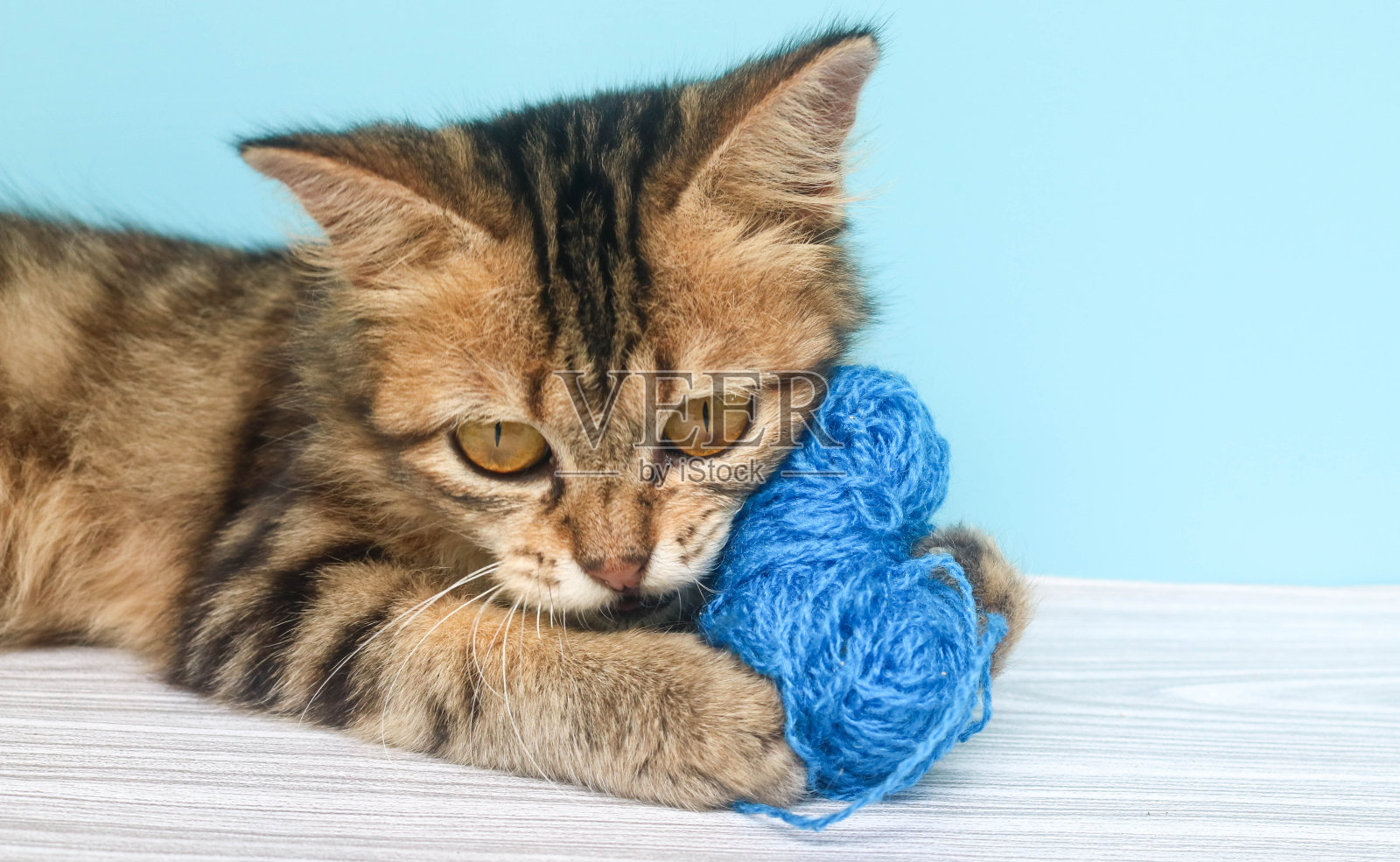 一只棕色的猫在玩一团线。一只好奇的小缅因猫被隔离在蓝色背景下，看着镜头。猫咬毛线当玩具照片摄影图片