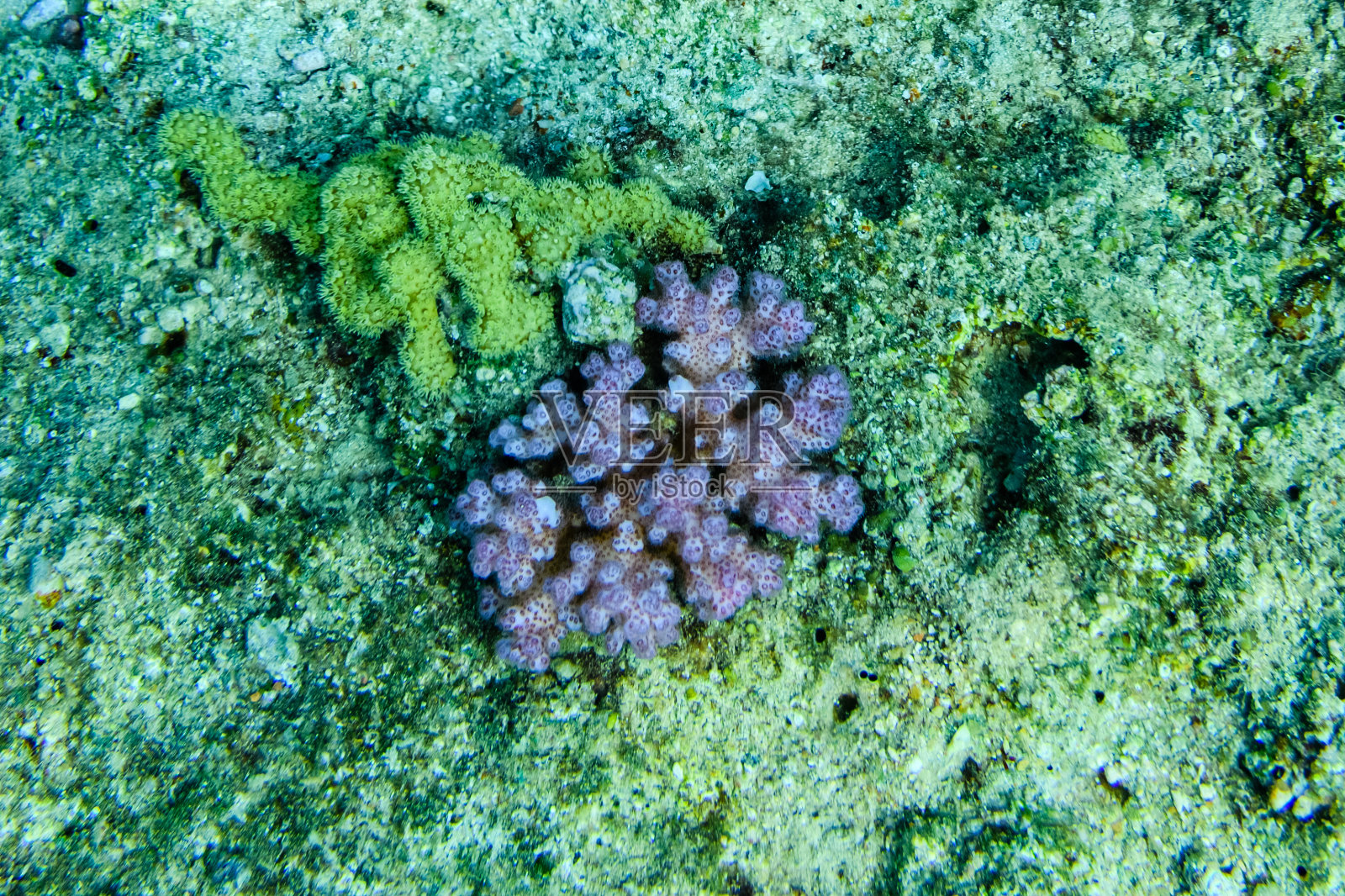 红海珊瑚礁上的珊瑚群照片摄影图片