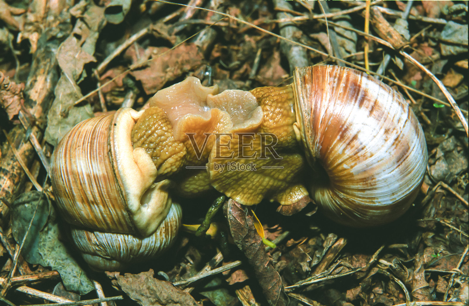 勃艮第蜗牛，罗马蜗牛(螺旋pomatia)，夏天在花园里交配的软体动物照片摄影图片