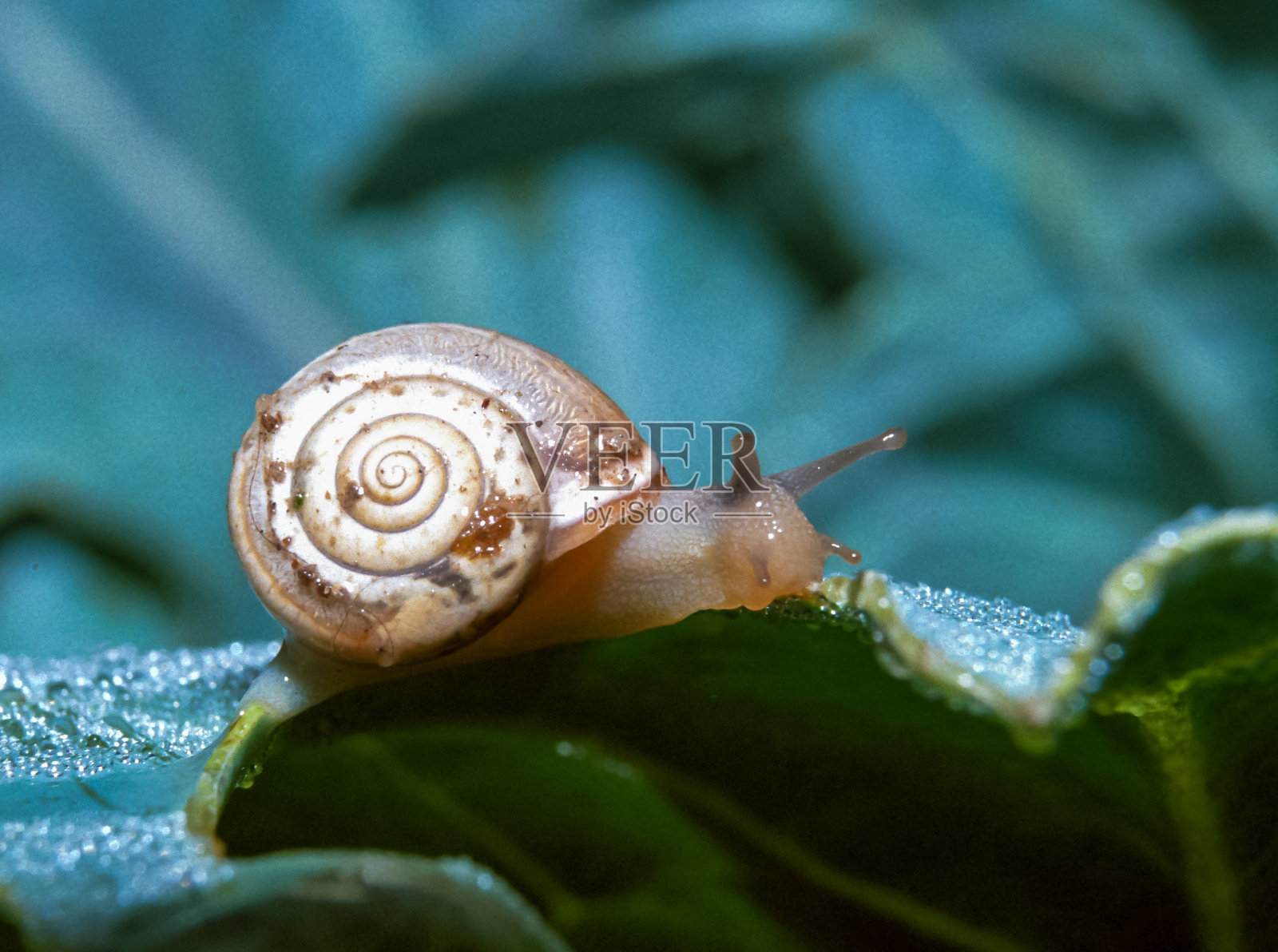 molacha cartusiana——一种软体动物在花园的绿叶上爬行照片摄影图片