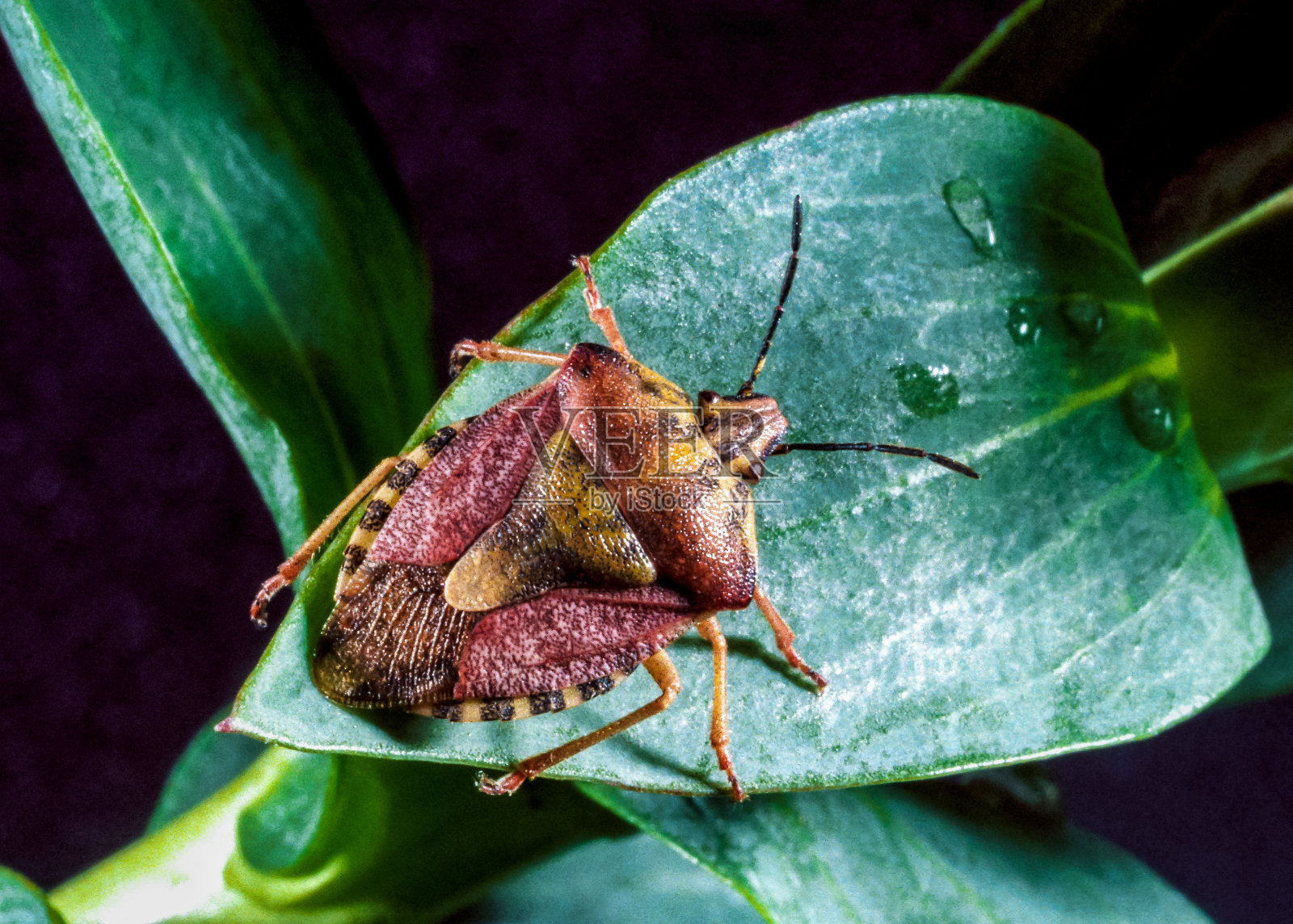 乌克兰南部，一株绿色植物上的虫子特写照片摄影图片