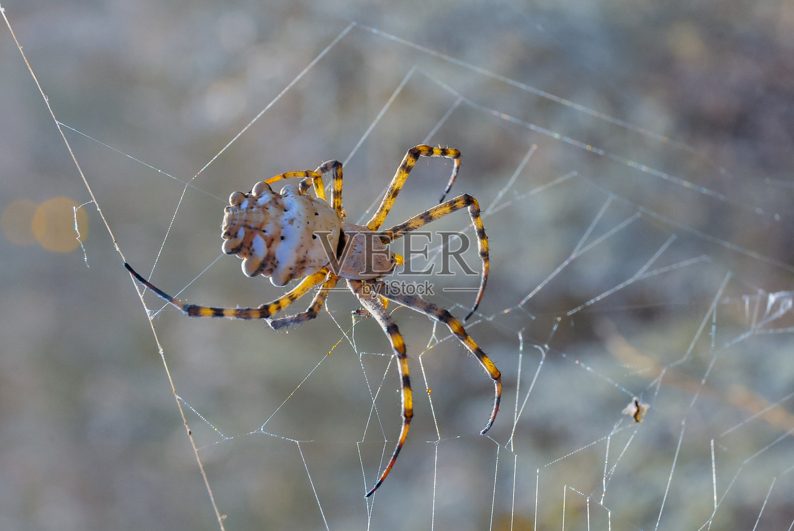 巨大的蜘蛛(Argiope lobata，蜘蛛科)，一只在网中的雌性蜘蛛，克里米亚东部照片摄影图片