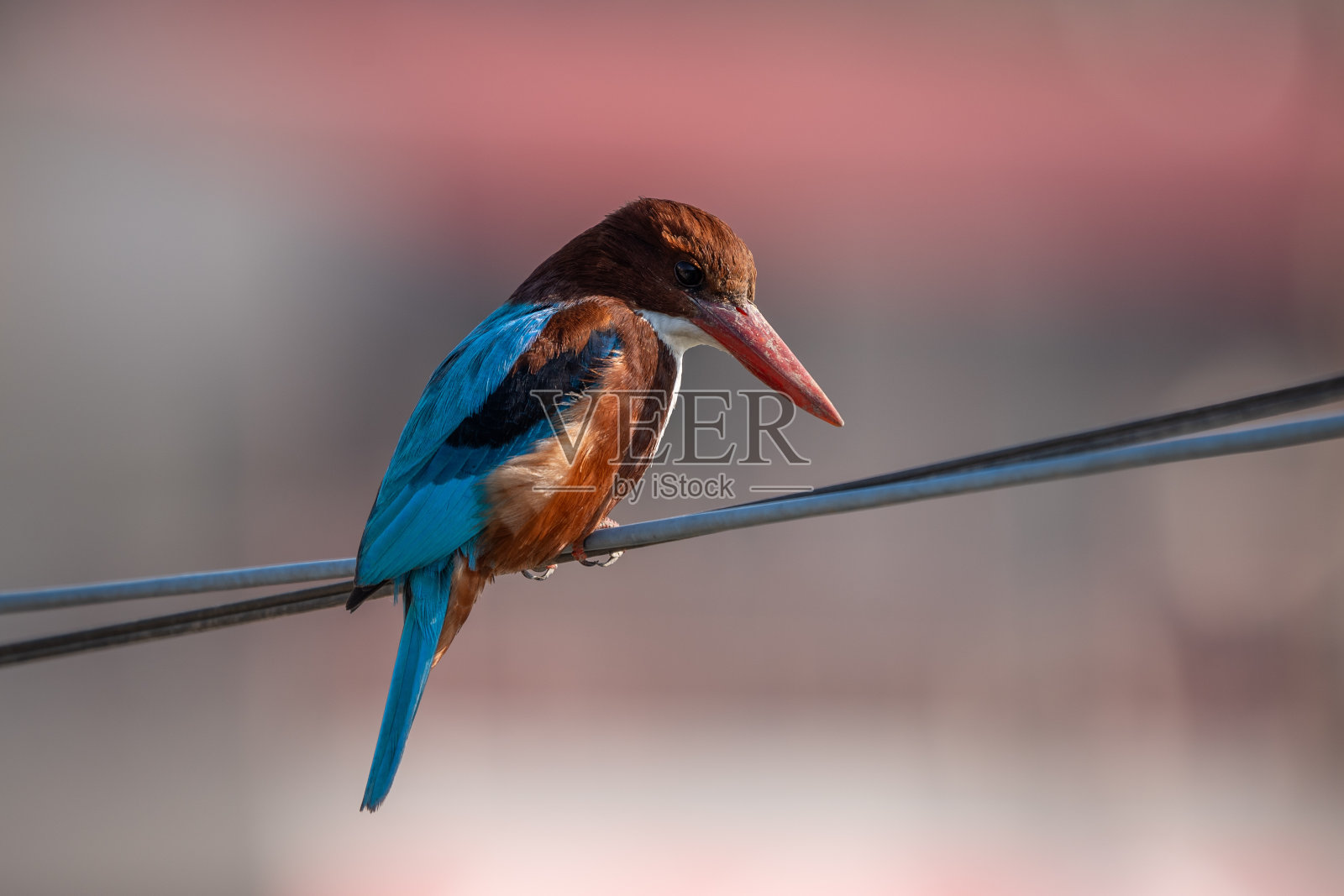 翠鸟栖息在电线上的特写照片摄影图片