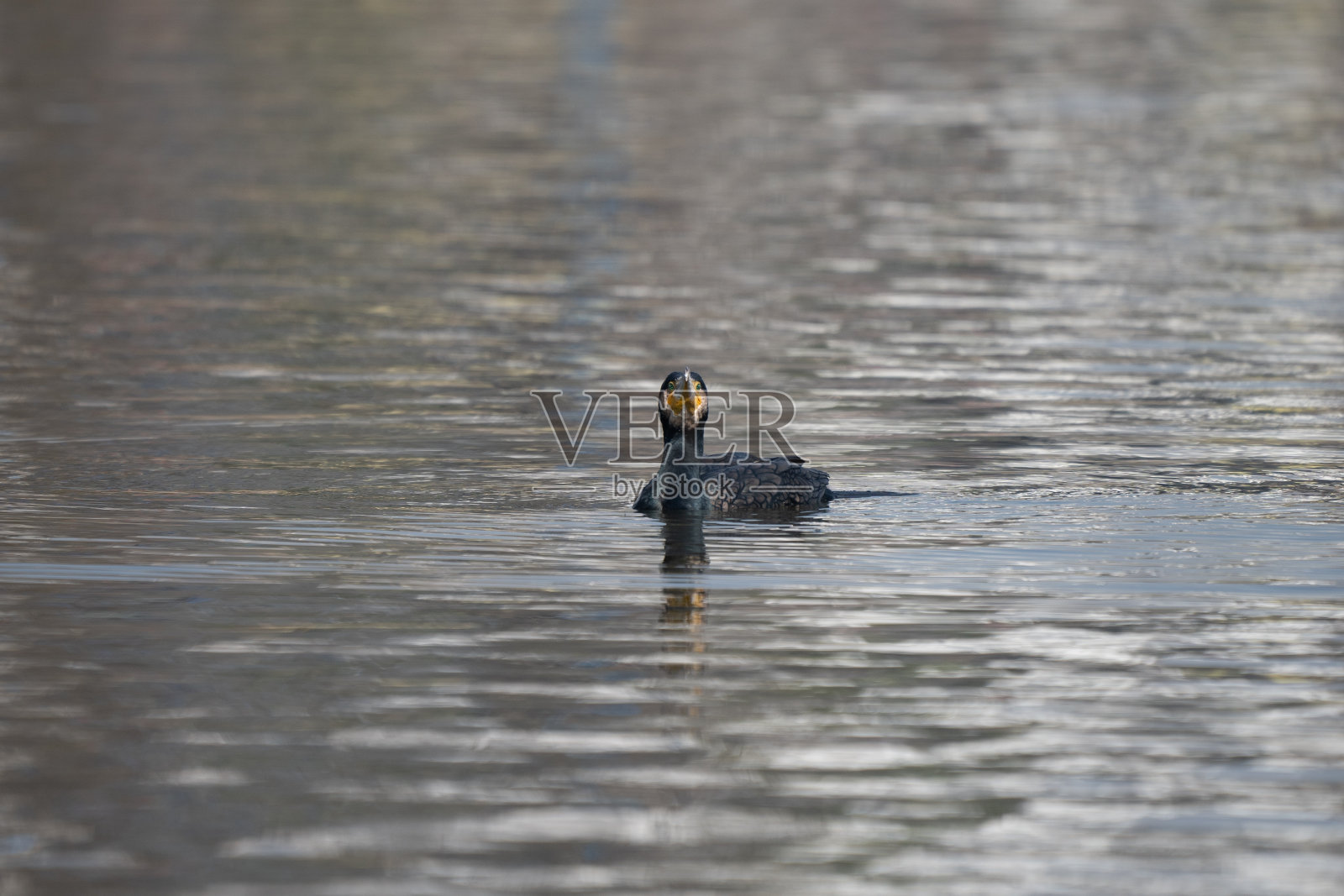 一只鸭子在雾蒙蒙的水中游泳的特写照片摄影图片