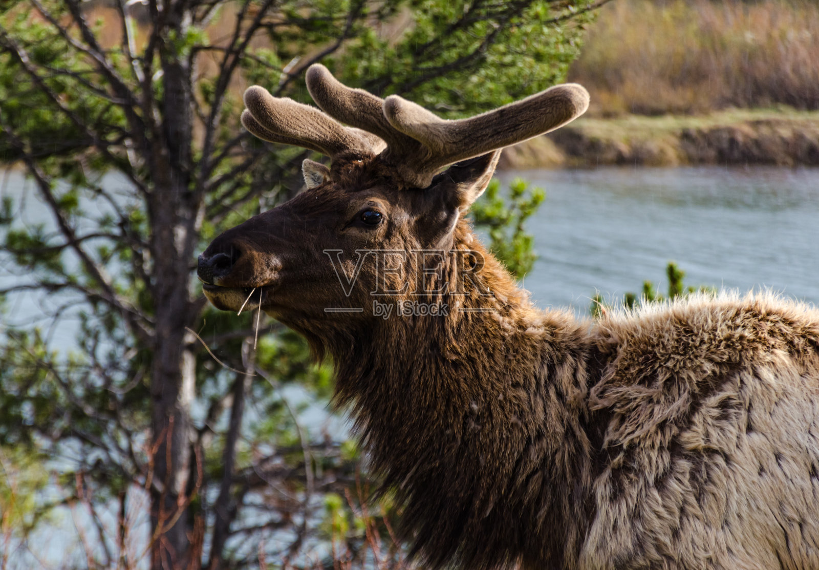 公牛驼鹿，一只年轻的动物在雨中在路边吃绿草，美国照片摄影图片