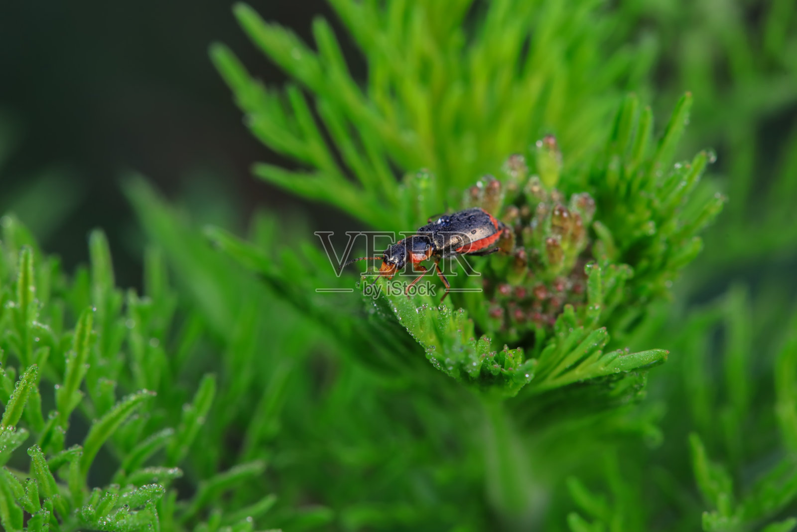 美丽的甲虫在野生植物上，中国北方照片摄影图片