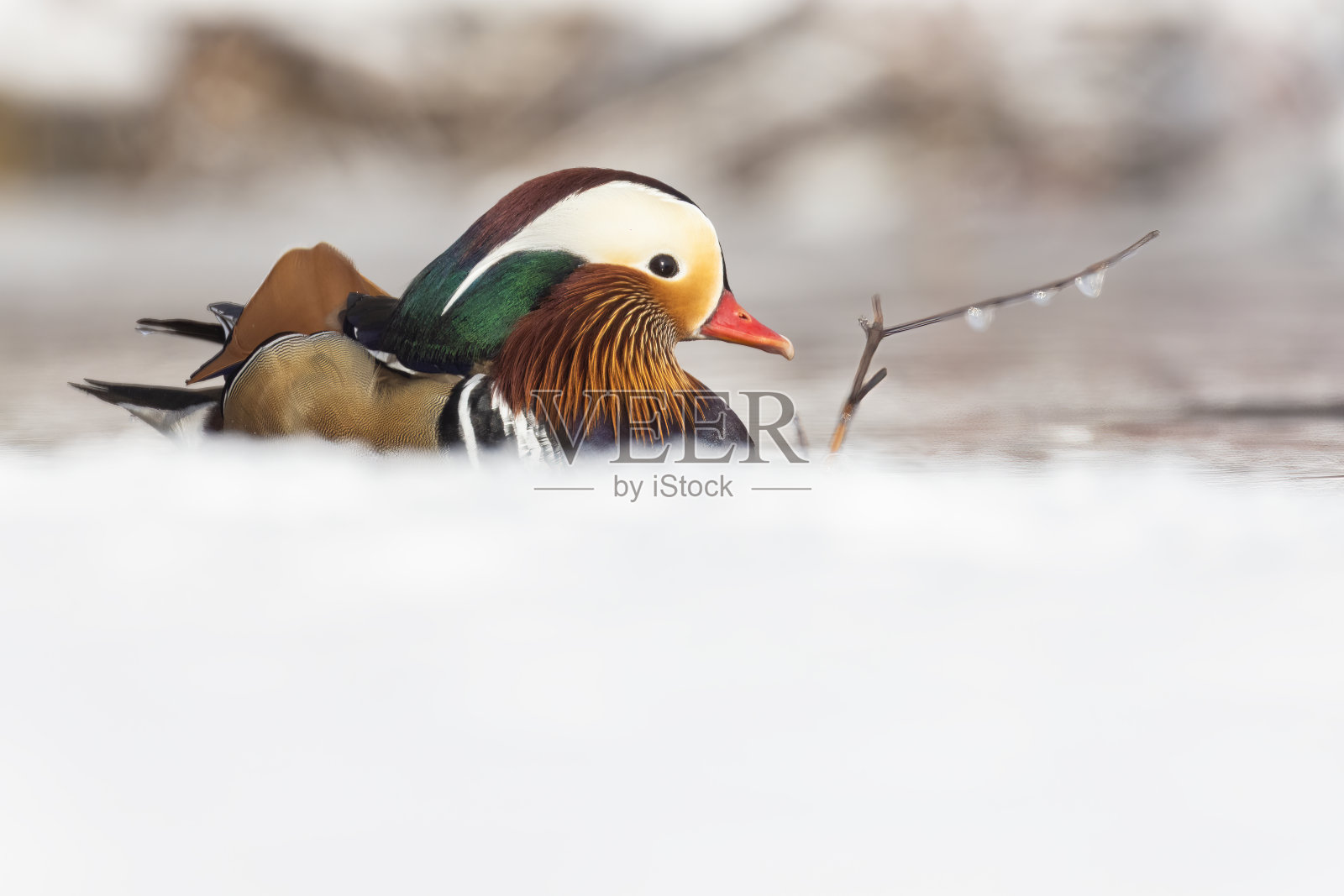 冬天的公鸳鸯照片摄影图片