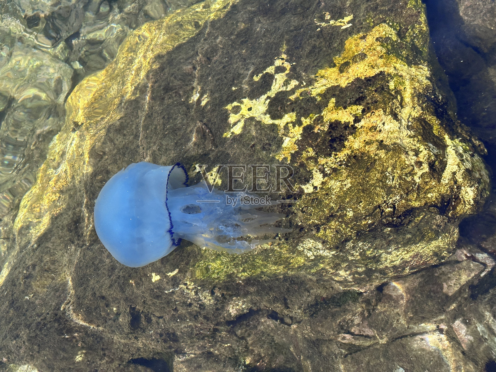 海边浅水区一只蓝色水母照片摄影图片