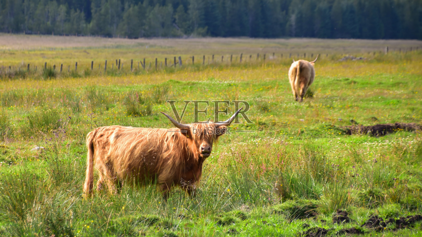 高原牛或长着大角的多毛的草地上的牛照片摄影图片