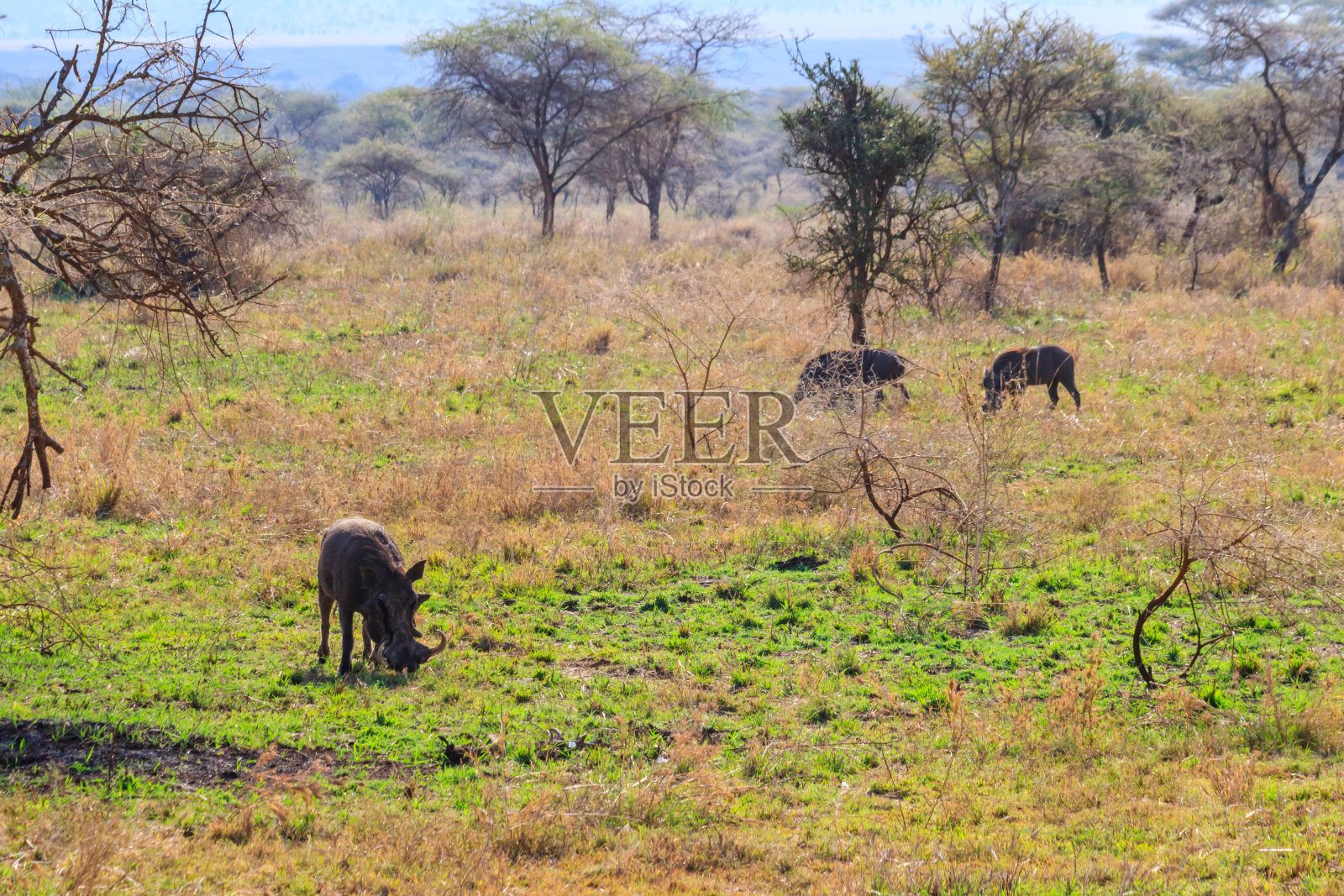 坦桑尼亚塞伦盖蒂国家公园稀树草原上的普通疣猪照片摄影图片
