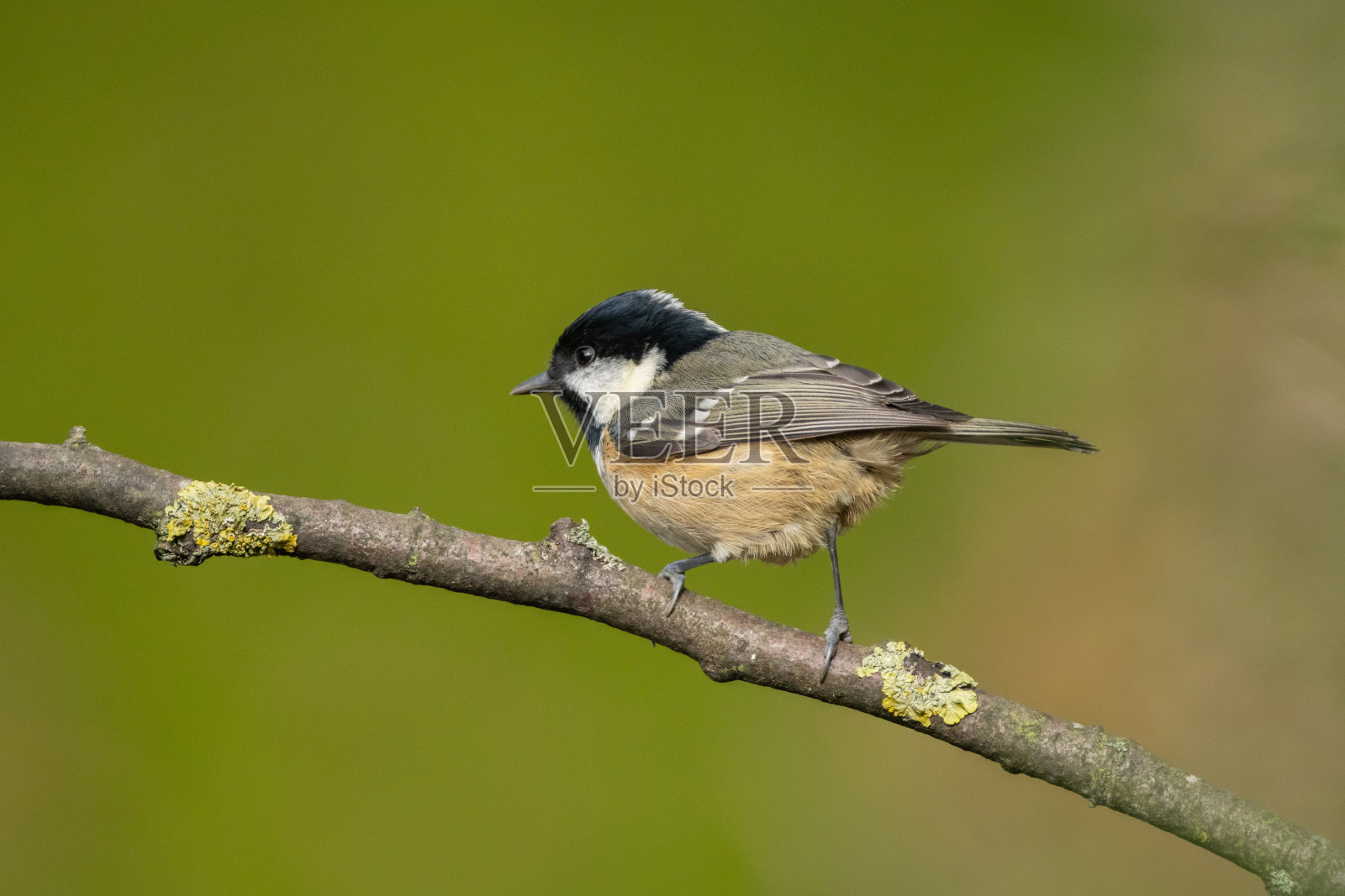 煤山雀(佩里帕鲁斯水)照片摄影图片