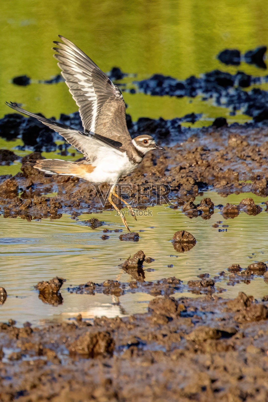 在加拿大湿地飞行的杀鹿照片摄影图片