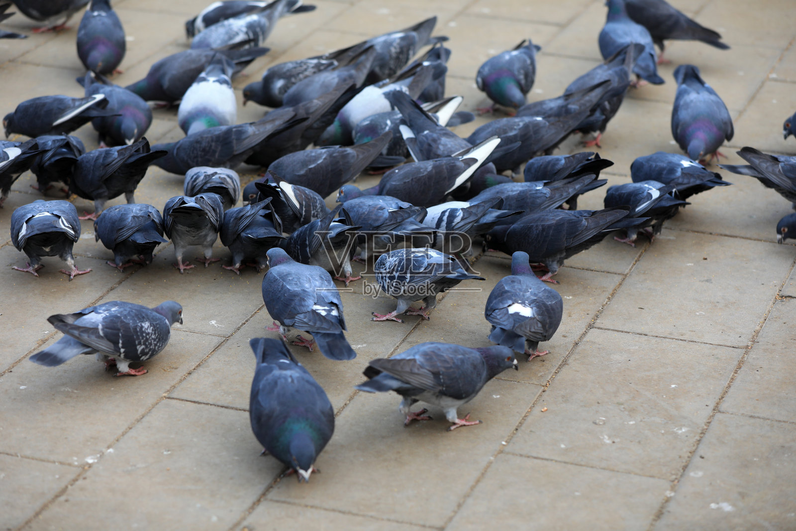 在北京的一个公园里，成群的鸽子在地上觅食照片摄影图片