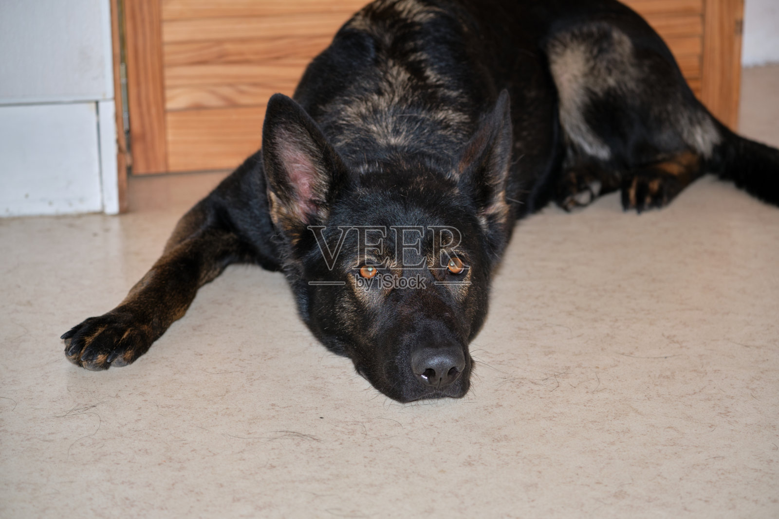 一只灰色的德国牧羊犬躺在瑞典瓦埃斯特拉戈特兰的斯卡拉堡的一所房子里照片摄影图片