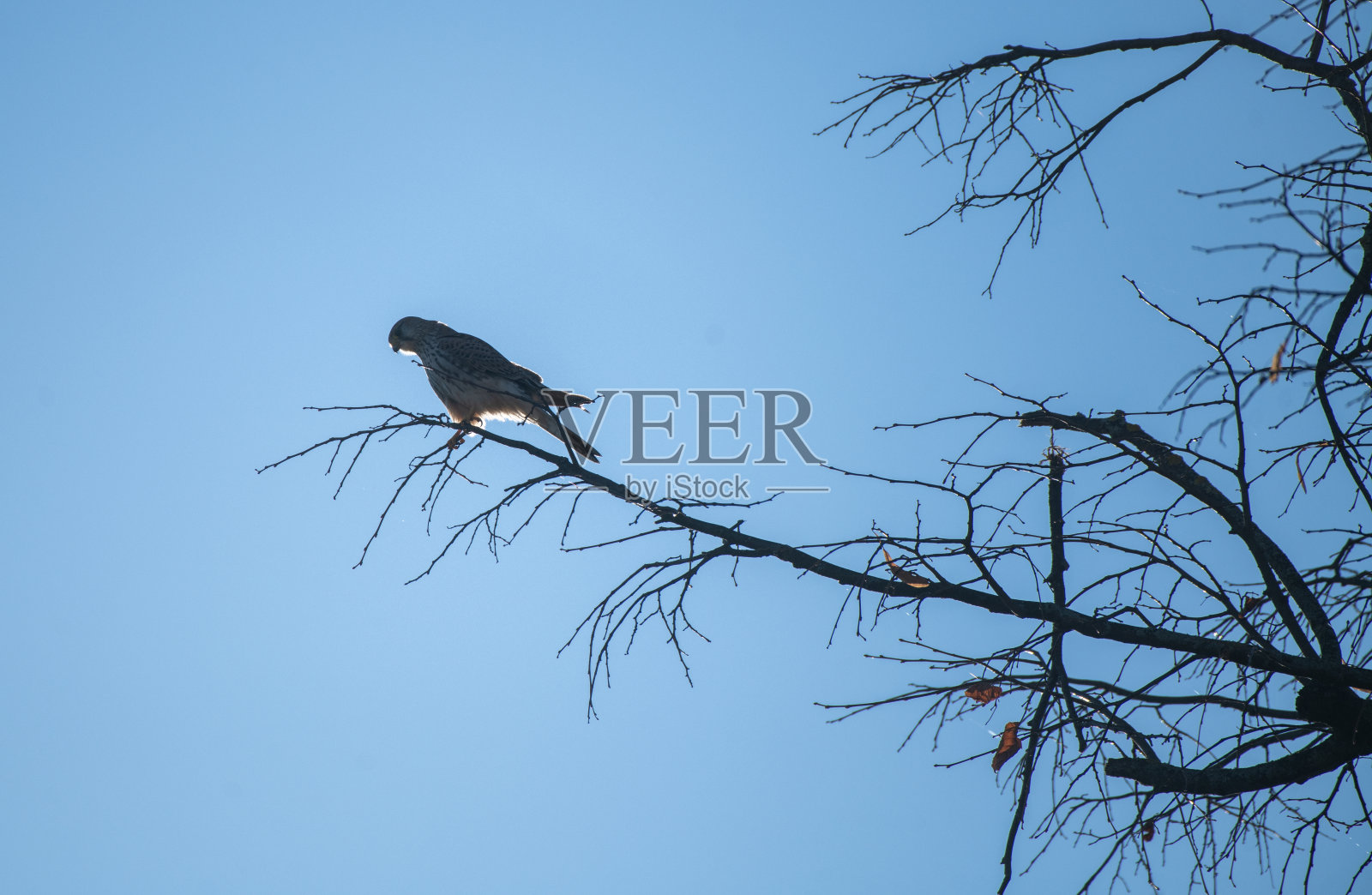 红隼站在光秃秃的树上照片摄影图片