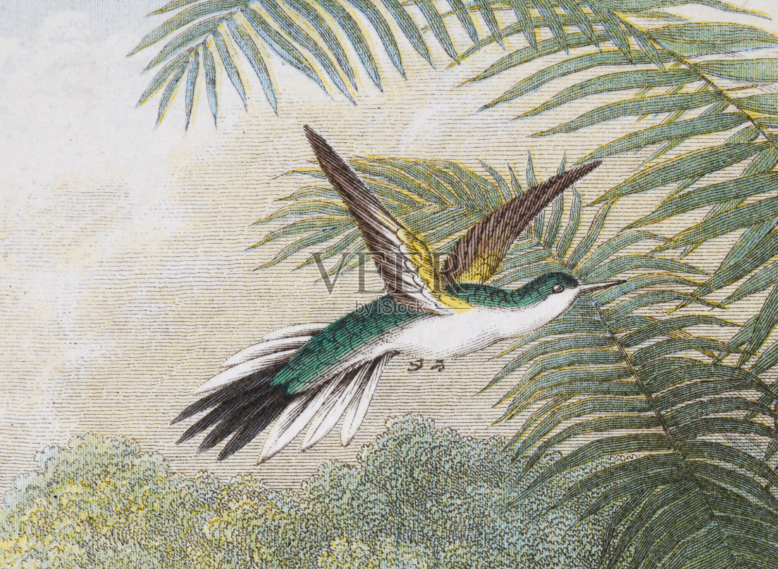 蜂鸟(Heliothrix Purpureiceps) -复古色插图插画图片素材