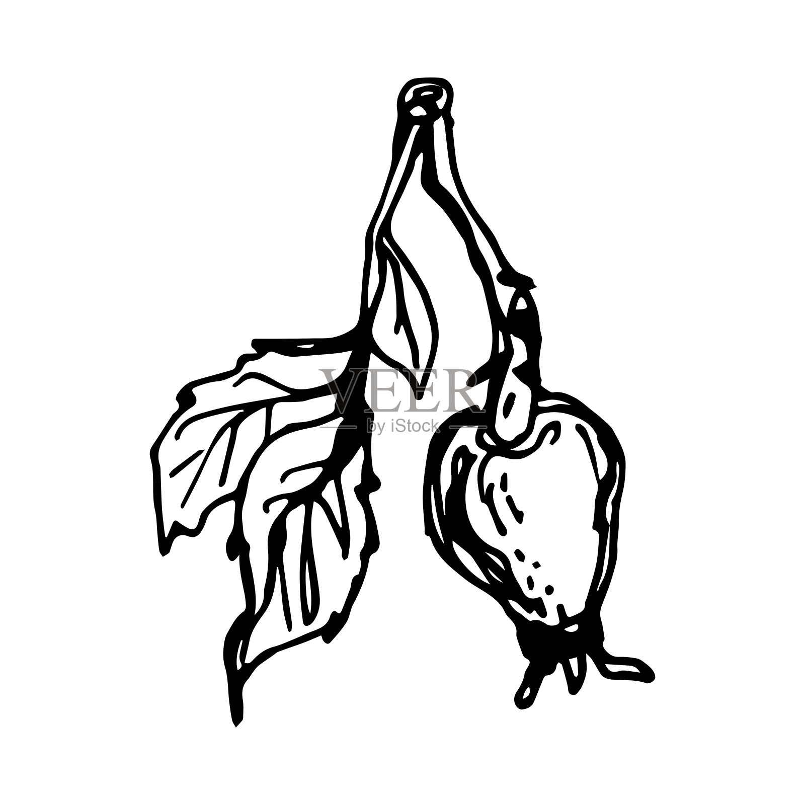 手绘黑玫瑰果。复古玫瑰果，适合任何用途。插画图片素材