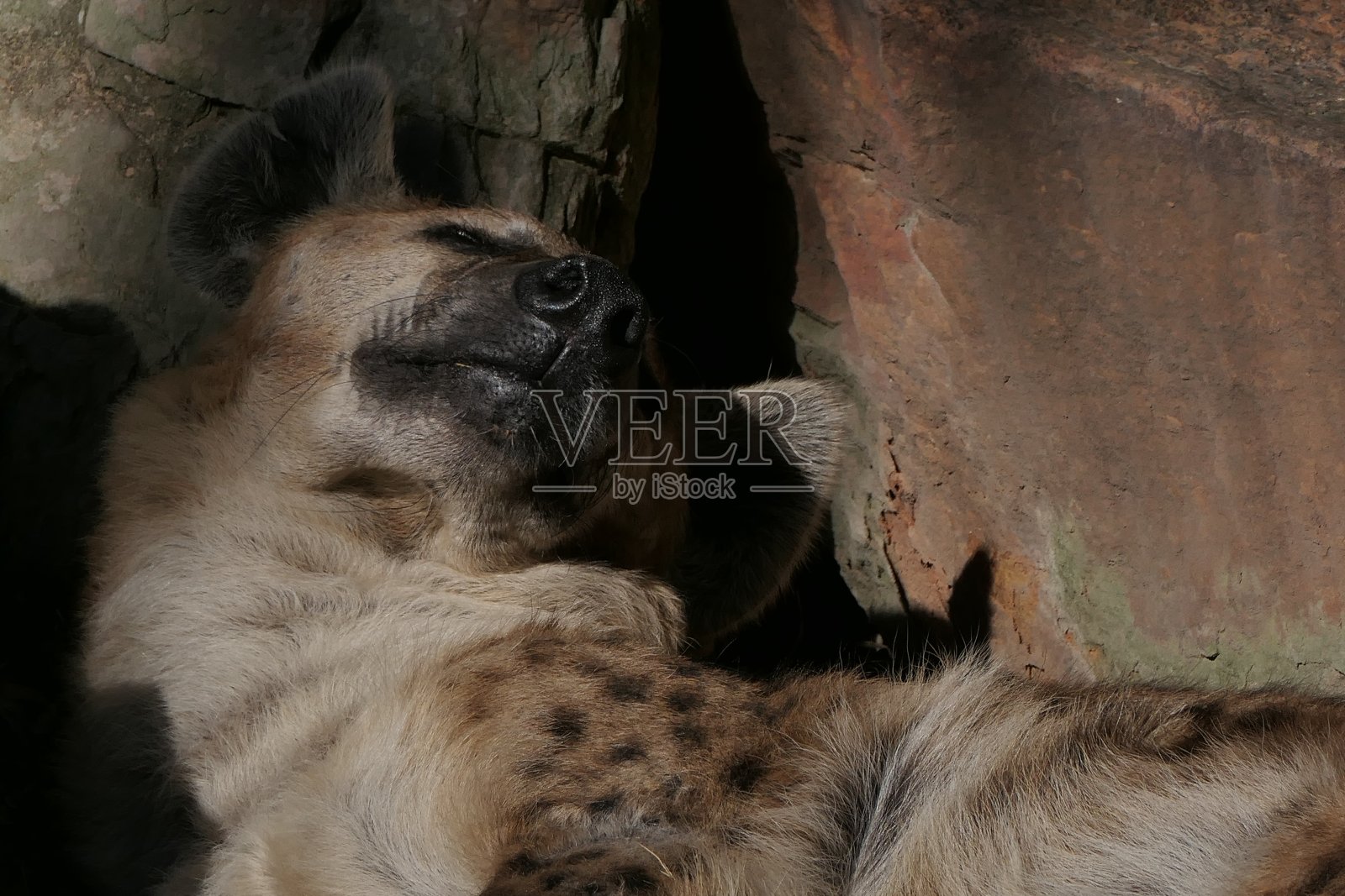 斑点鬣狗(crocuta crocuta)照片摄影图片