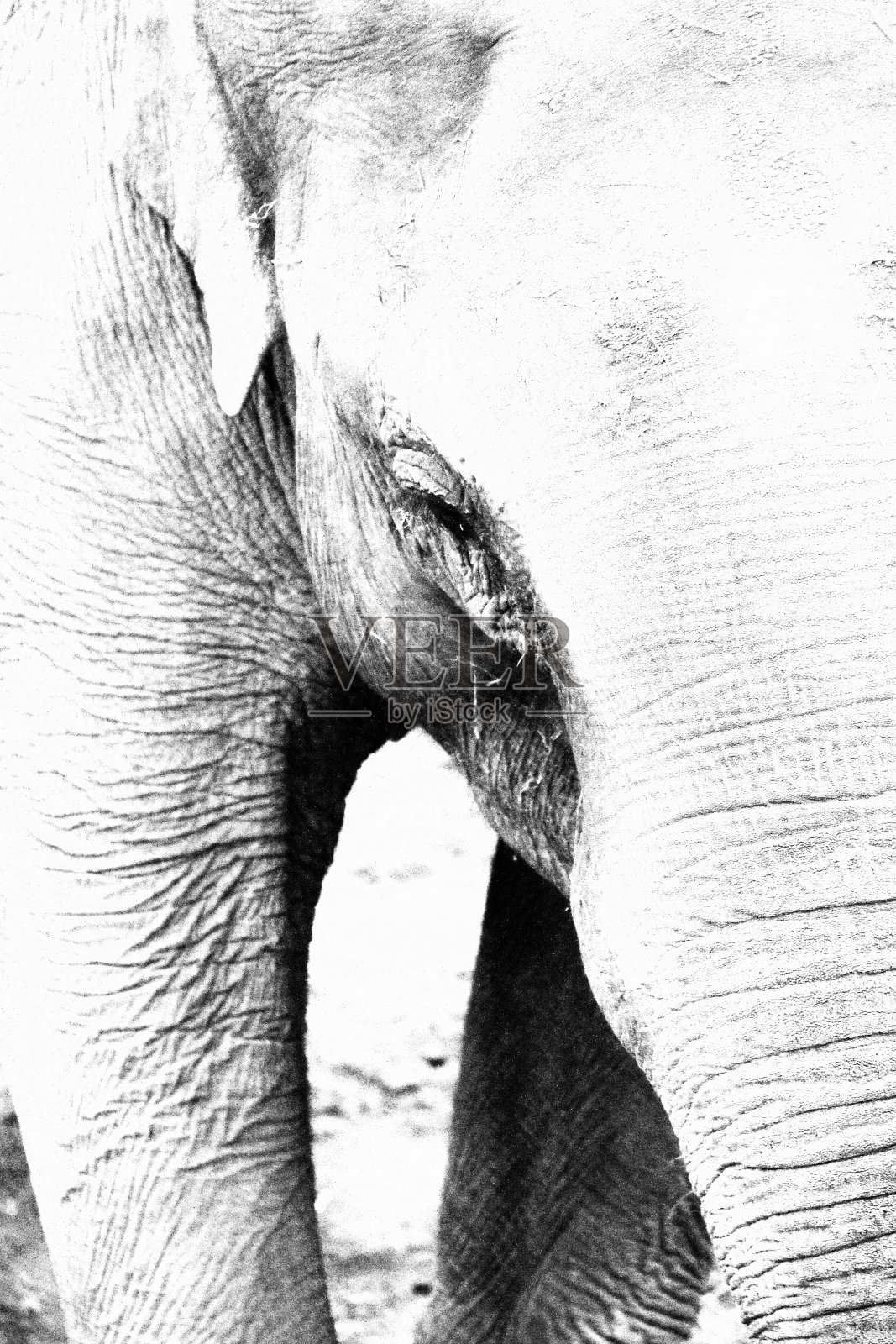 亚洲象(大象)照片摄影图片