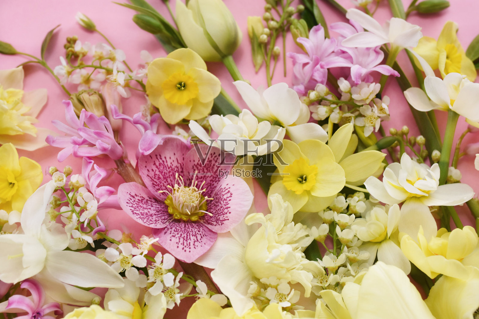 盛开的白色和淡黄色水仙花，粉红色的风信子和春天的花朵喜庆的背景，明亮的春天花束花卉卡照片摄影图片